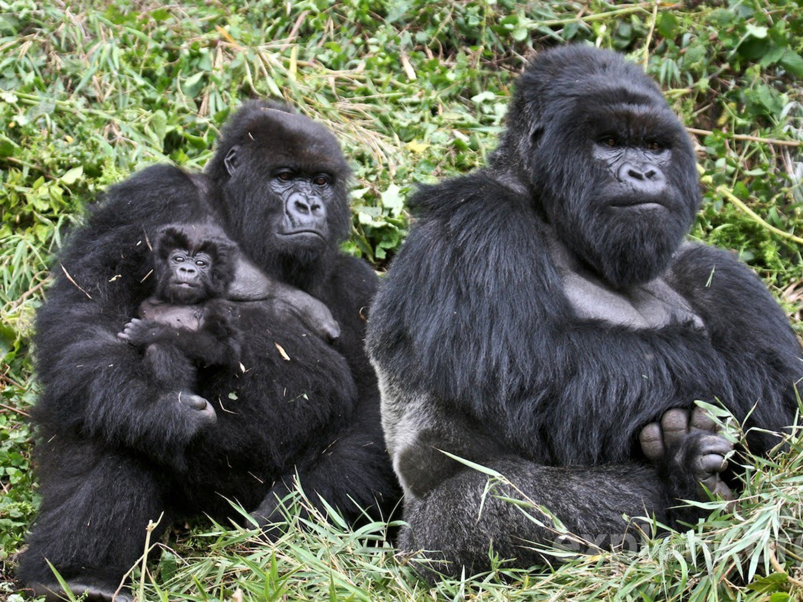 Кто такие обезьяны. Самец горилла и самка горилла. Обезьяна горилла. Голубая горилла. Сильвербэк горилла.