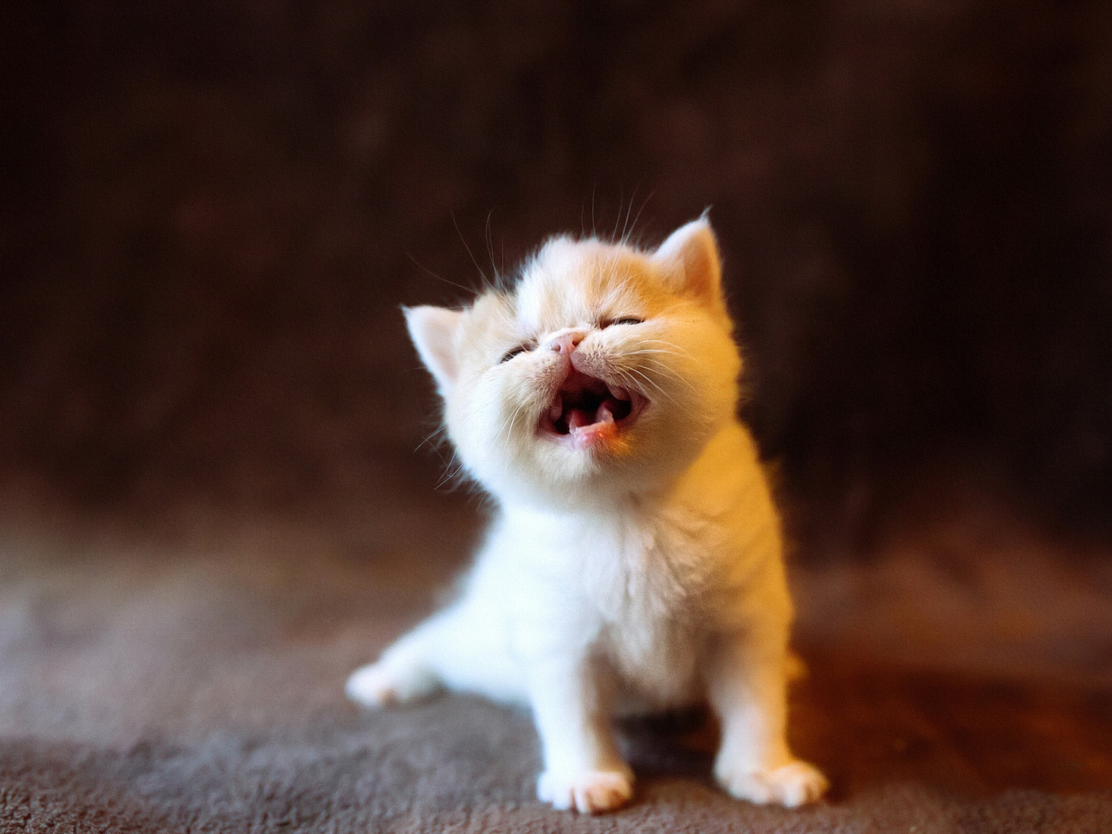 Звук кошки мамы котятам. Маленький котенок. Котенок мяукает. Маленькие котята мяукают. Котенок кричит.