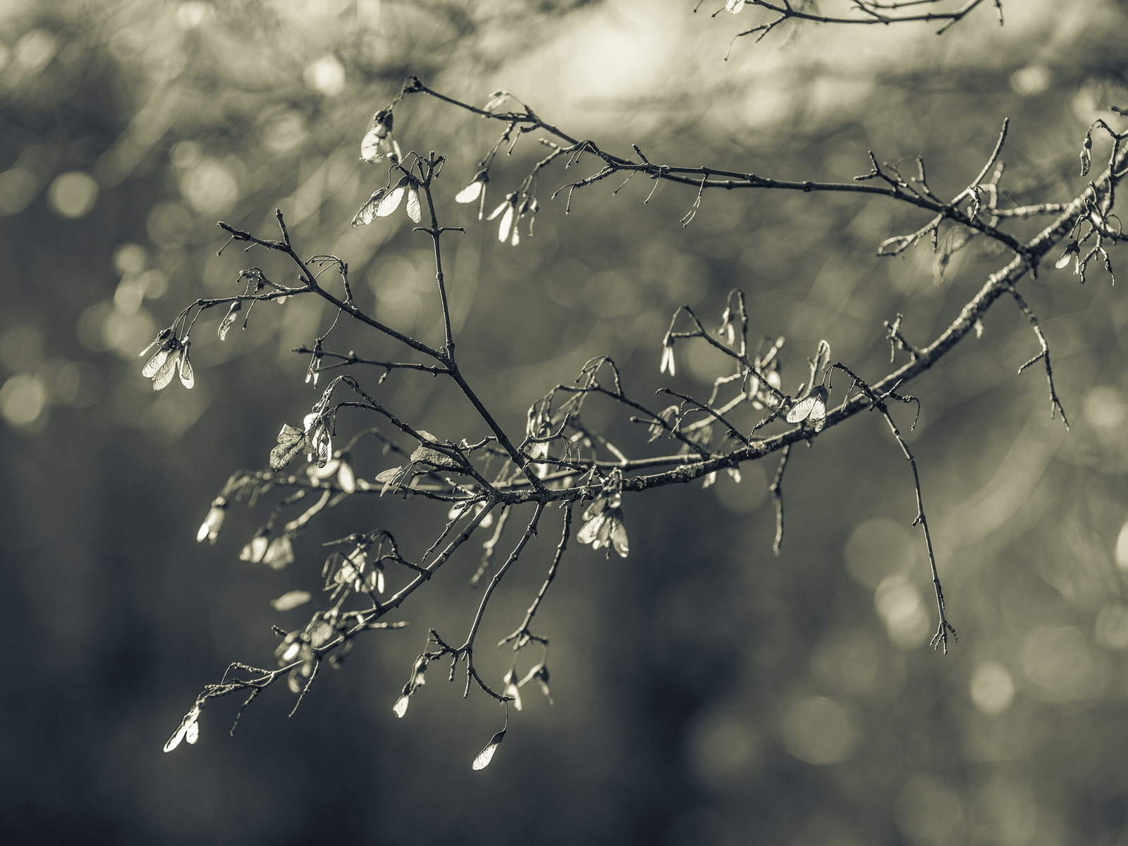 ветки, природа, фон