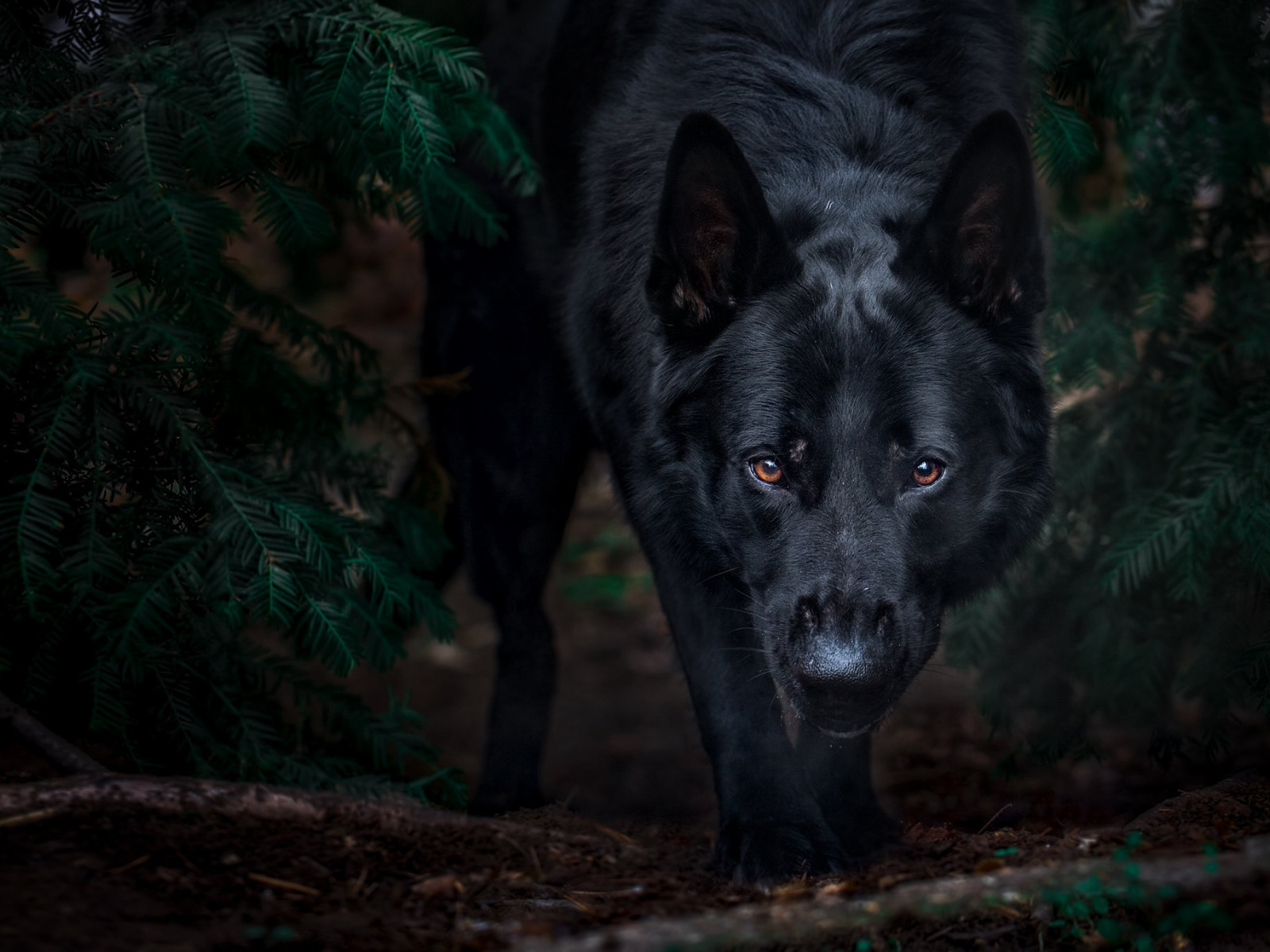 Черный пес благородных