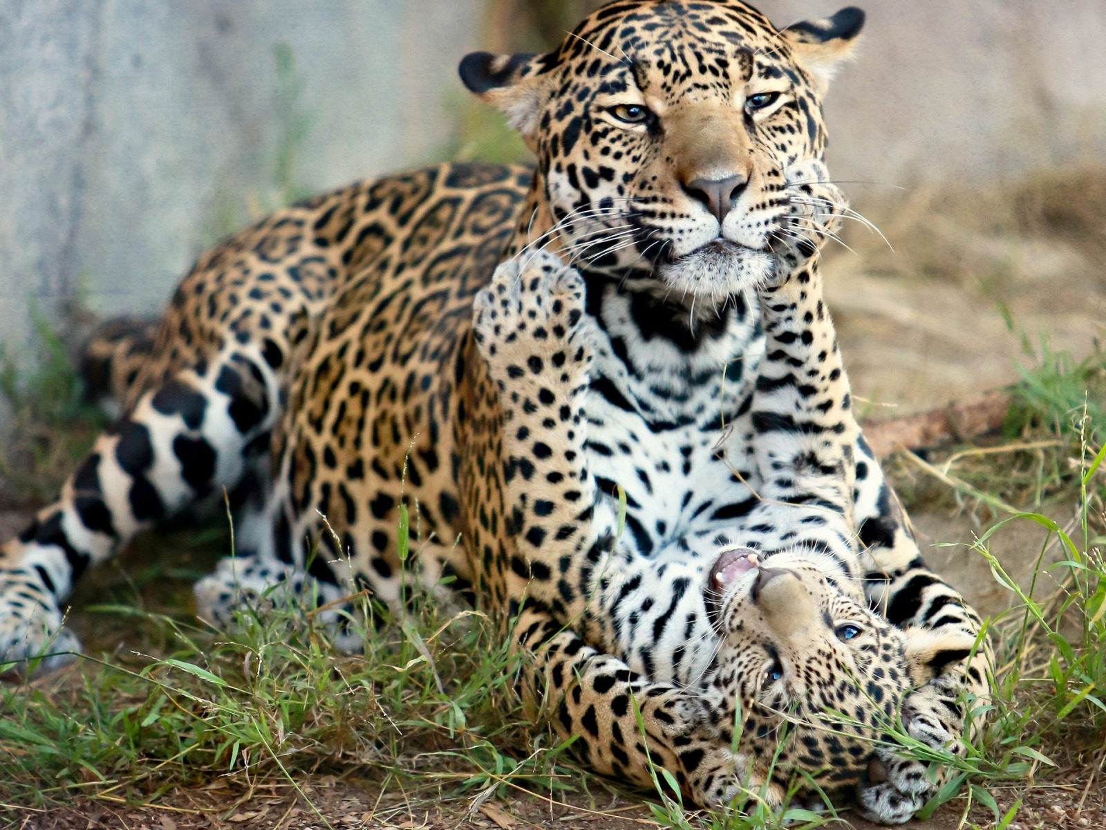 хищники, ягуар, котёнок, материнство, детёныш ягуара