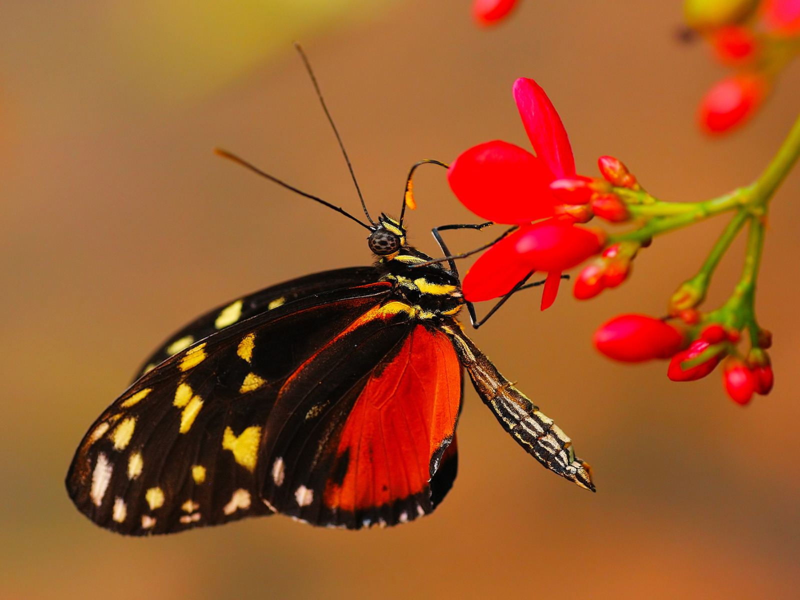 Красивые насекомые. Бабочка. Домашние цветы бабочки
