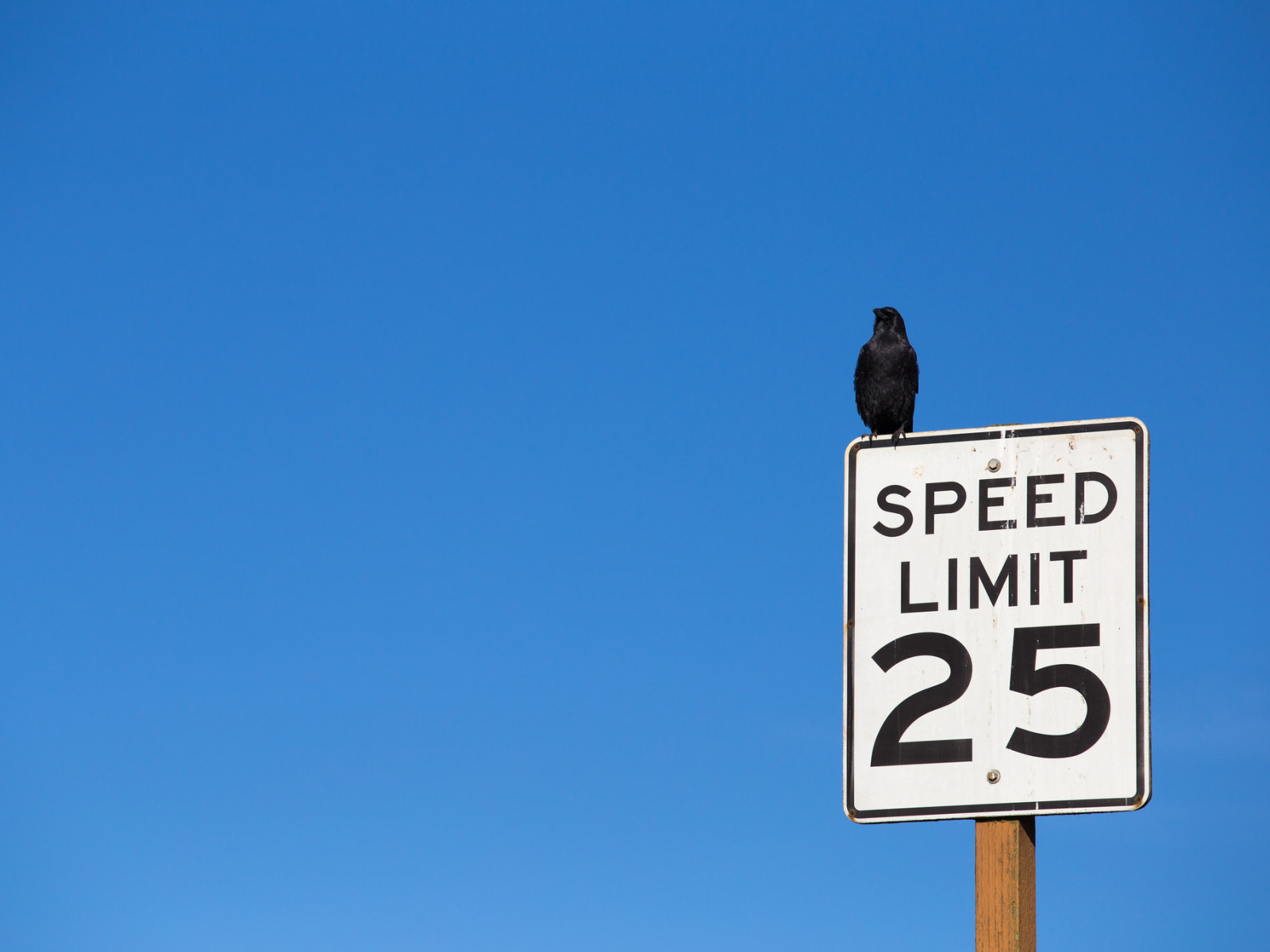 Speed limits. Speedy the Bird.