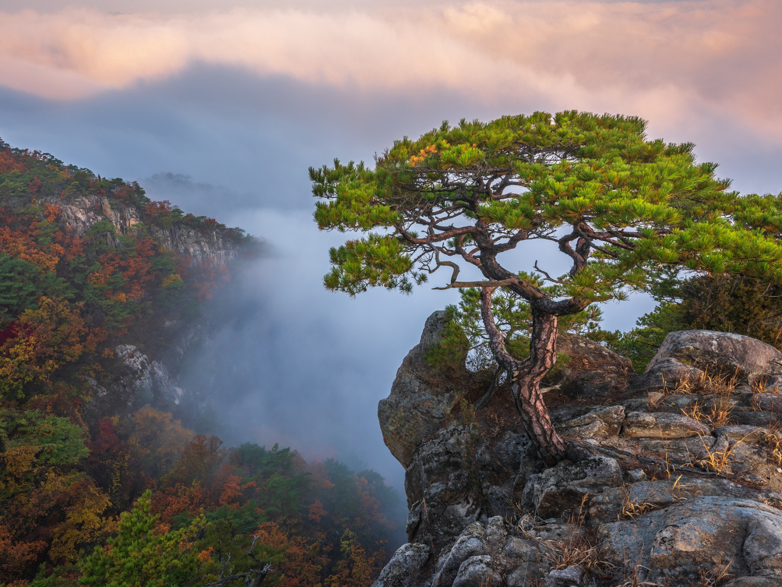 деревья в черногории названия