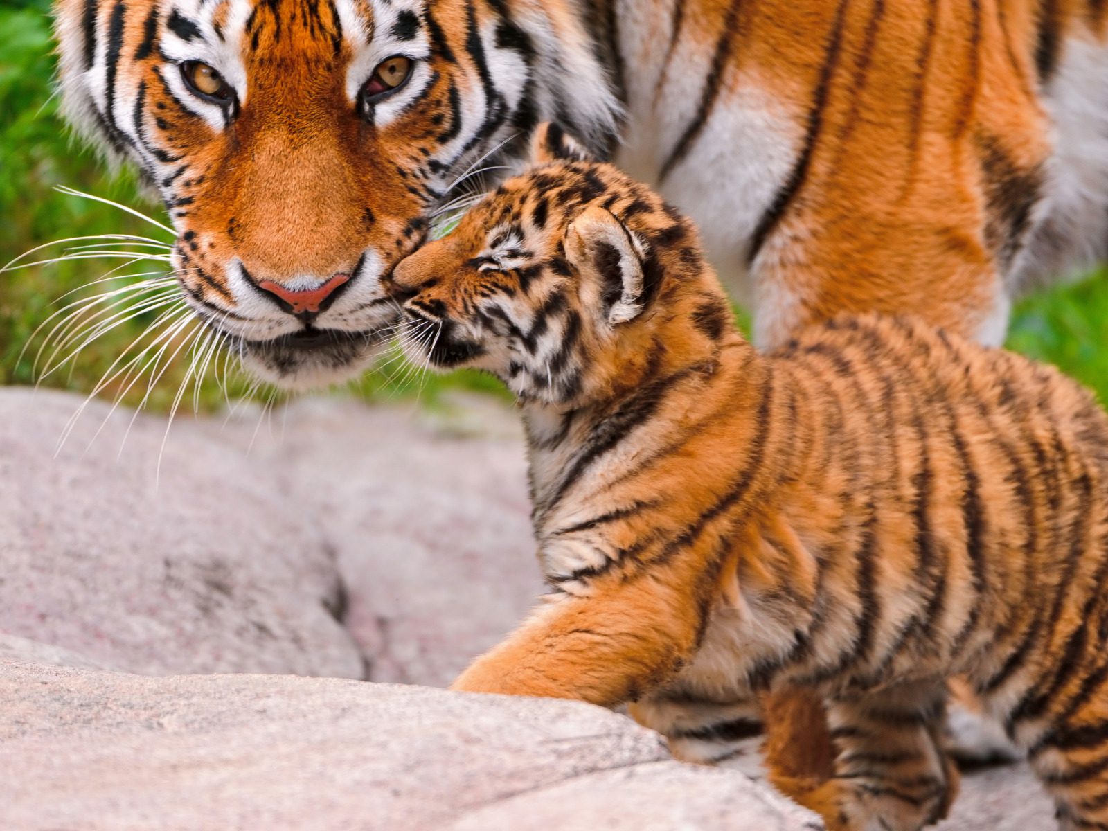 Хорош тайгер. Амурский тигр с тигрятами. Амурский тигр с тигрятами красивые. Амурская тигрица с тигрятами. Амурский тигр тигрица с тигрятами.