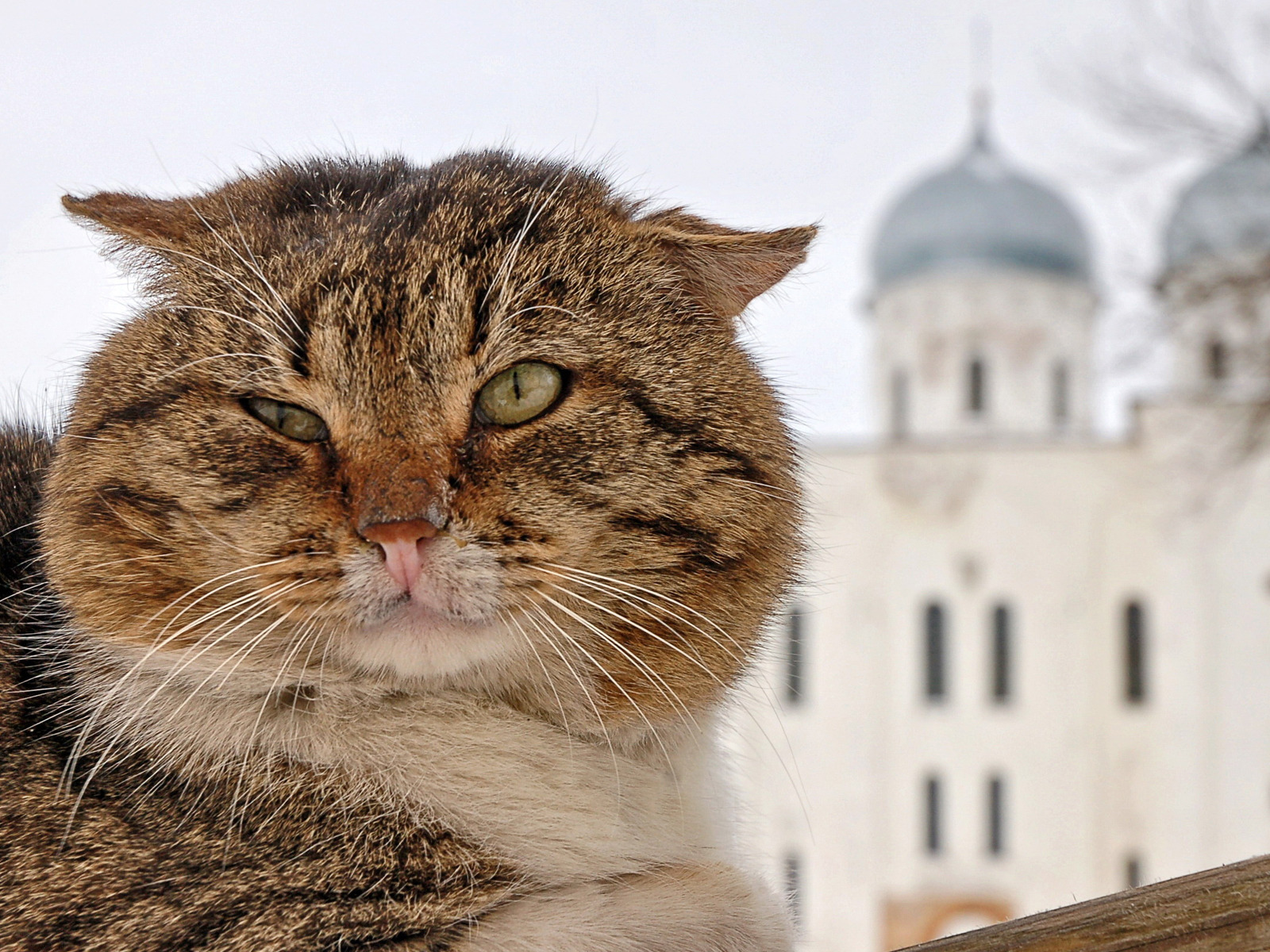 Хитрый кот в мексике живет 5. Наглый кот. Кот в храме. Толстая морда кота. Суровый дворовый кот.