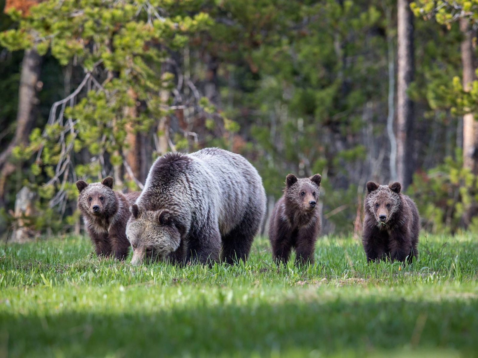 Bore family. Лесные животные. Лес с животными. Медведь на Поляне. Животные в Сосновом лесу.