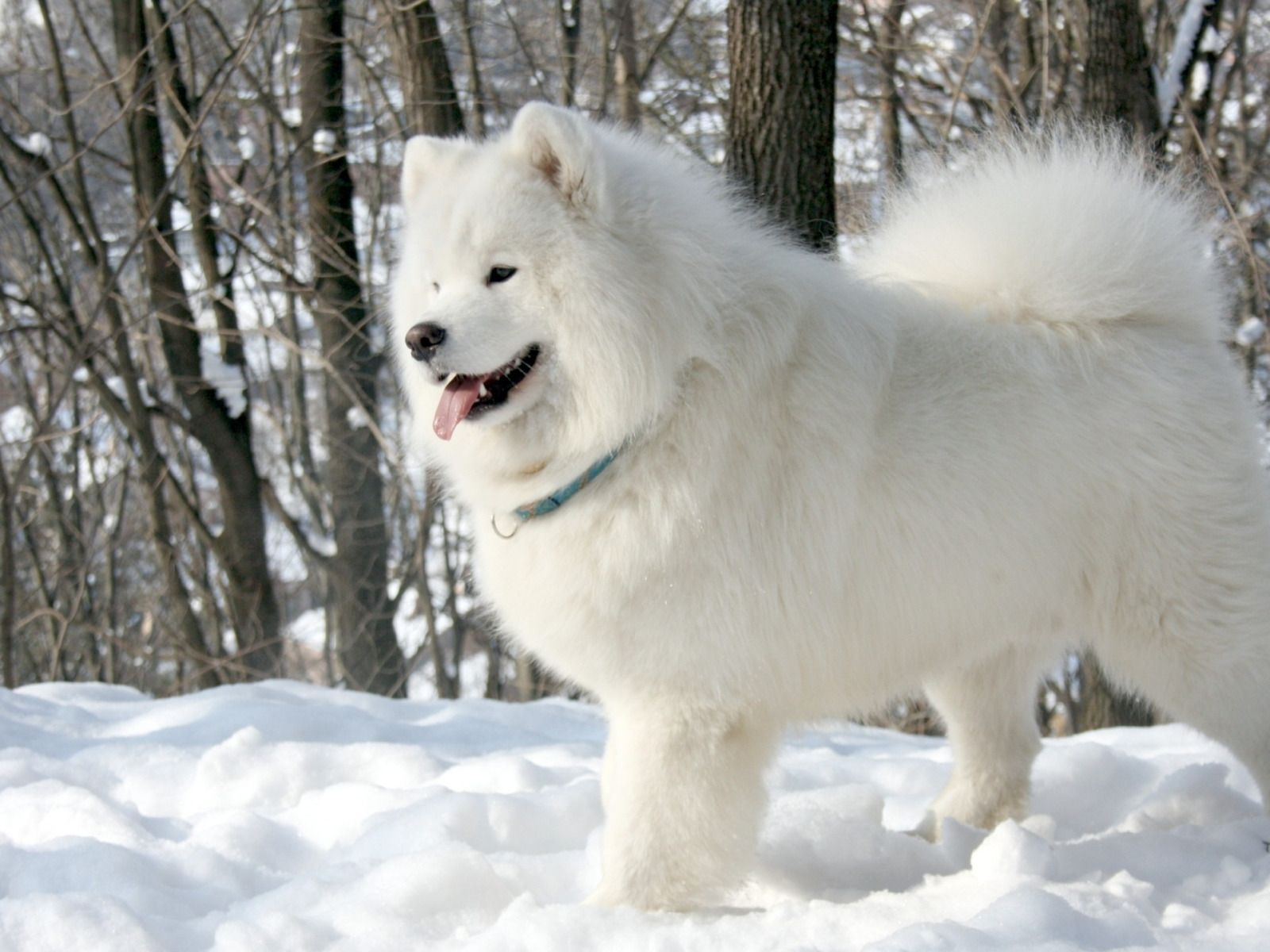 Собака снежок. Самоедская лайка. Порода собак лайка самоед. Аляскинский самоед. Сибирская лайка самоед.