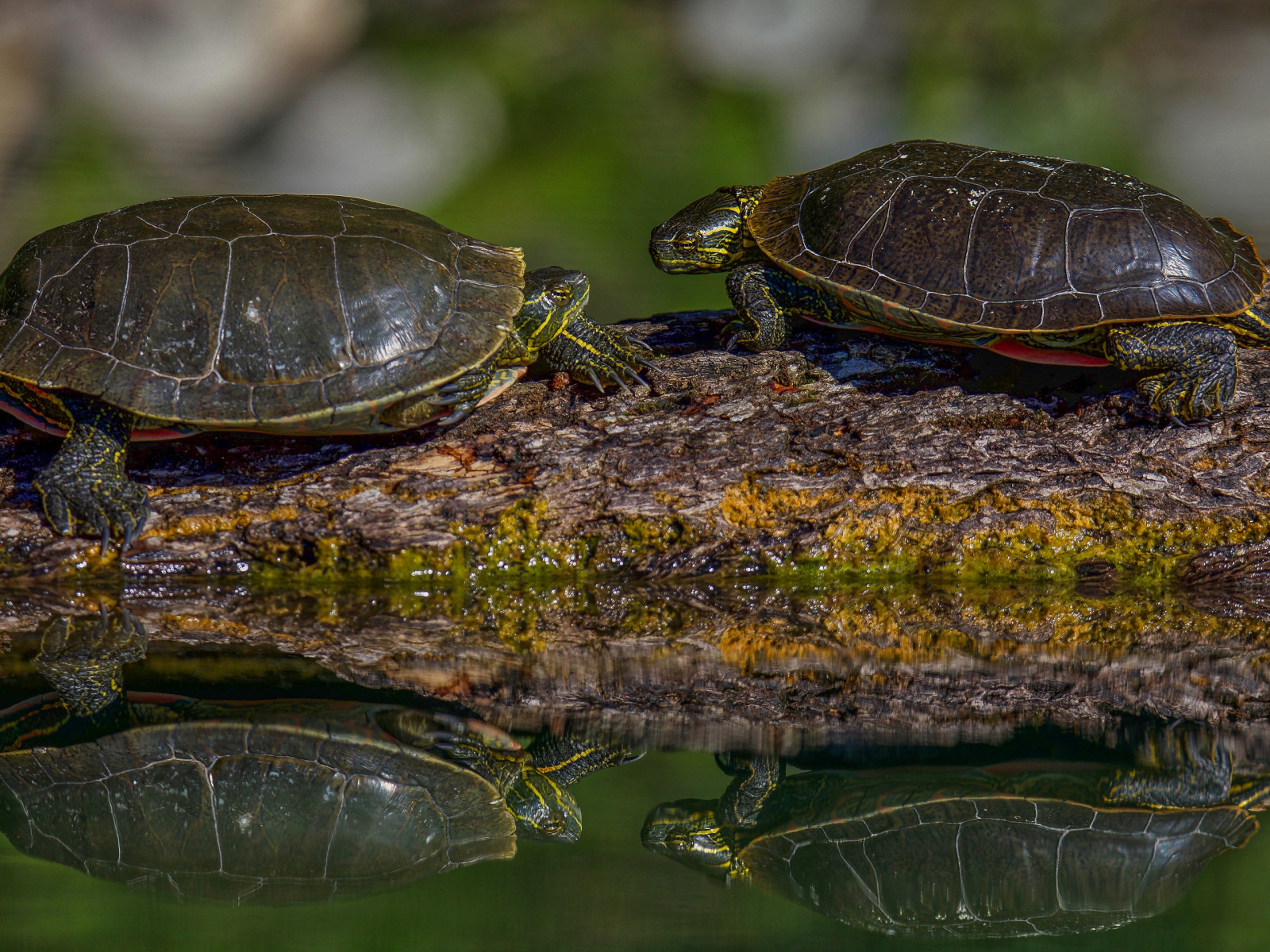 Черепахи пара