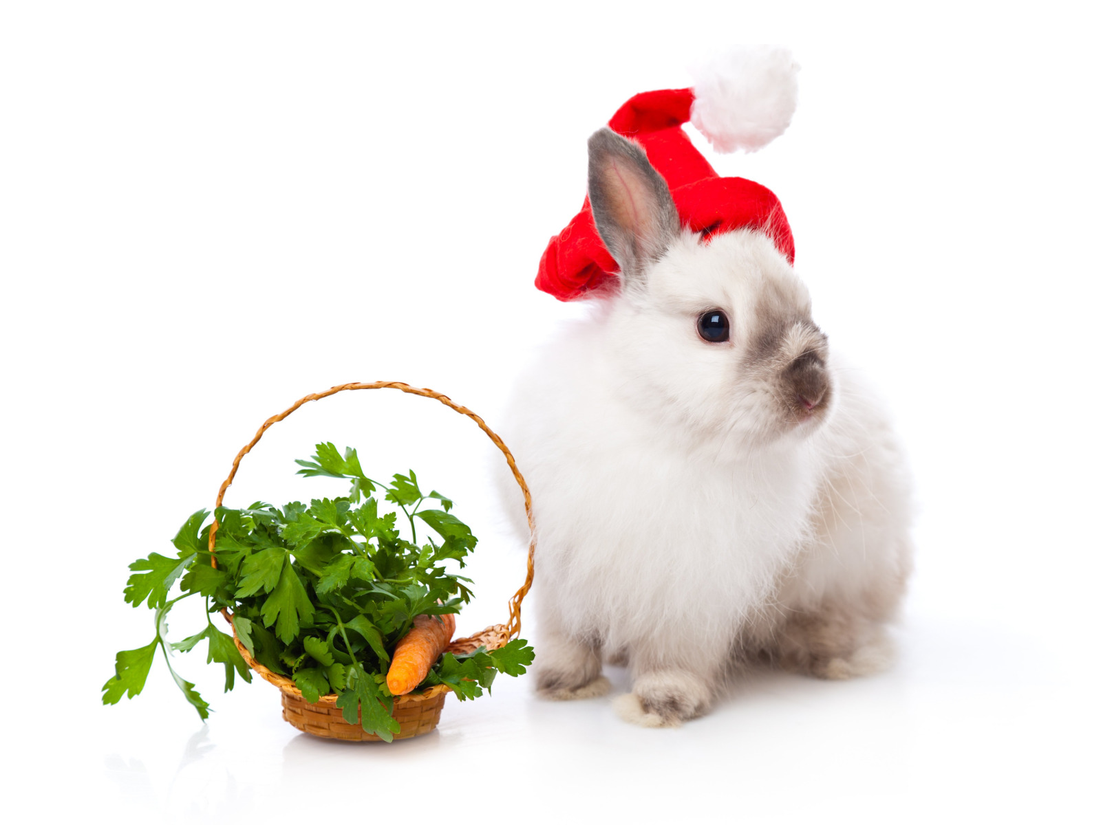 Кролик года жизни. Поздравление с кроликом. Год кролика. Новогодний кролик. Поздравление с новым годом кролика.
