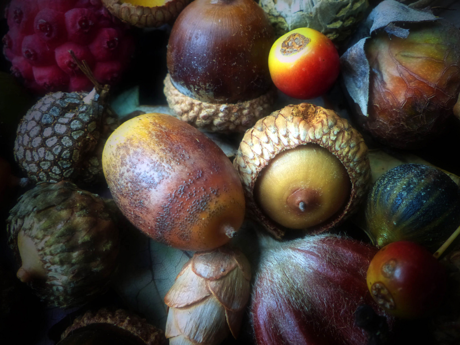 Собирают спелые орехи желуди дикие фрукты имена