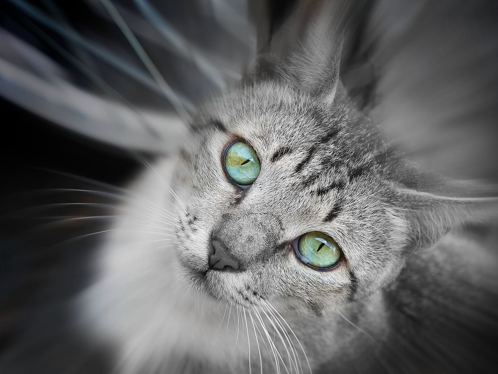 Серая кошка с зелеными глазами. Серый кот с зелеными глазами. Кот с бирюзовыми глазами. Серый котенок с зелеными глазами. Серо зеленая кошка