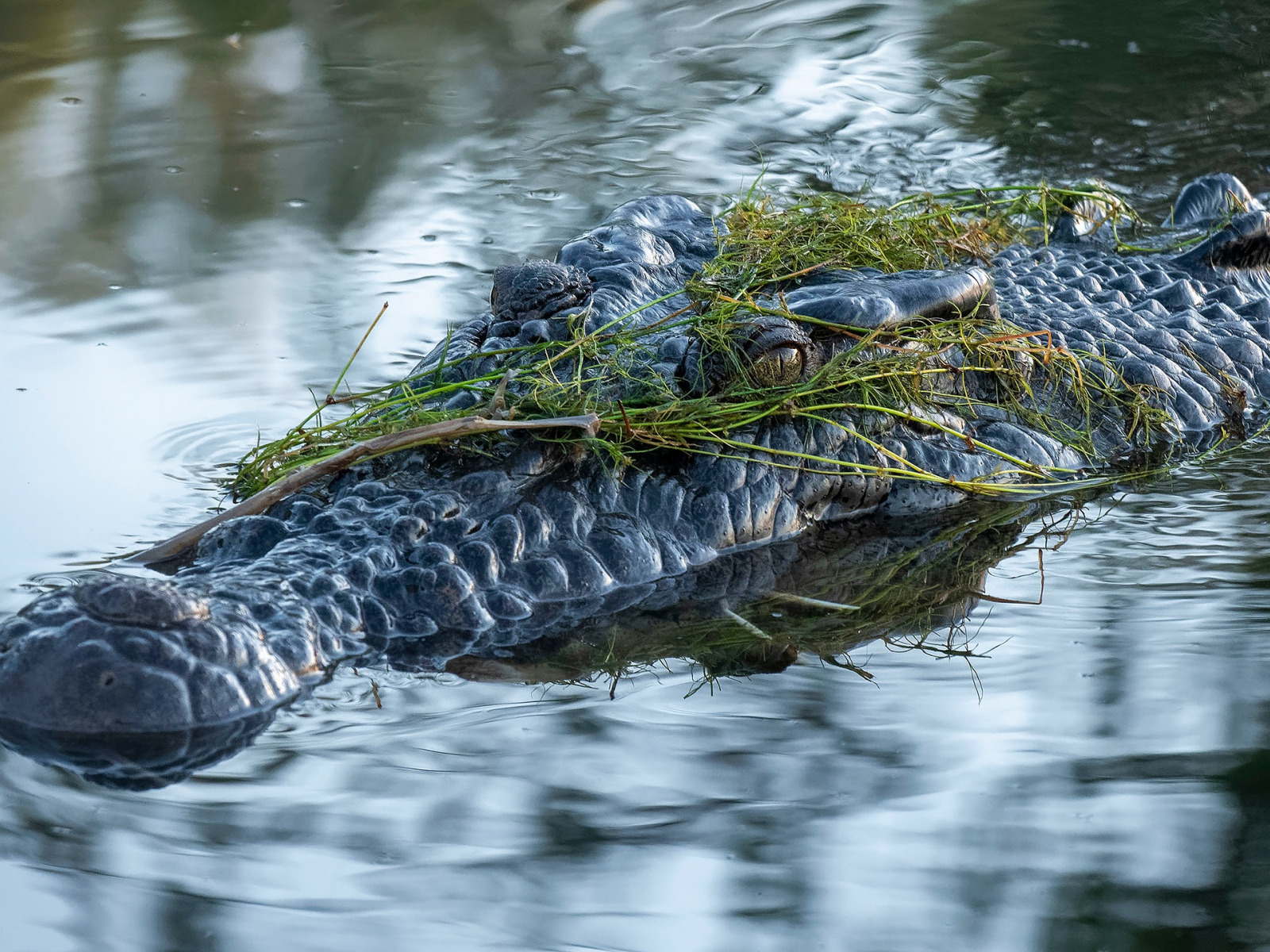 Крокодил в водоеме. Водоросли крокодил. Водоем для крокодилов.