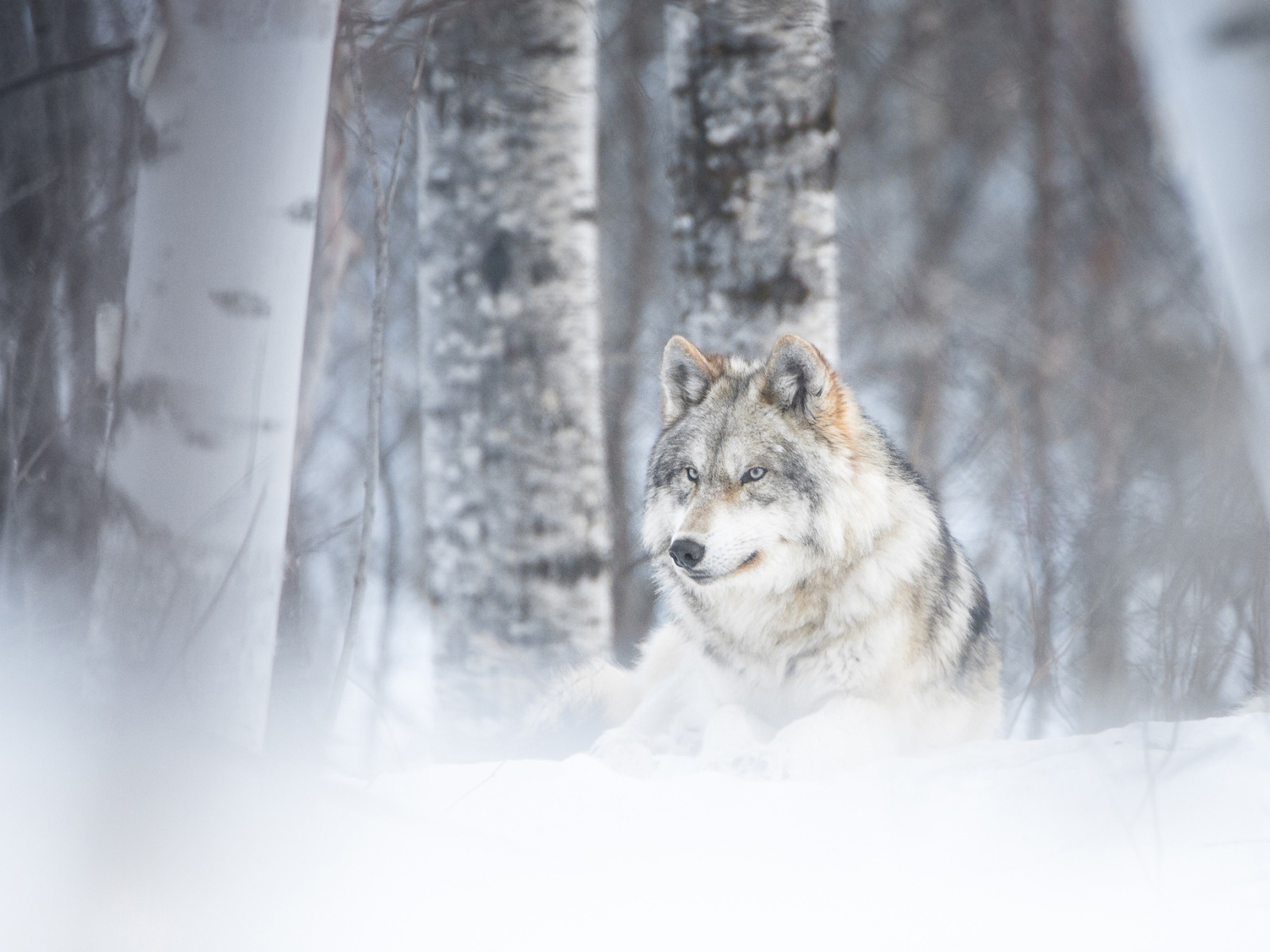 Seven wolves. Волк зимой. Волк зимой в лесу. Волк в снегу. Снежный волк.