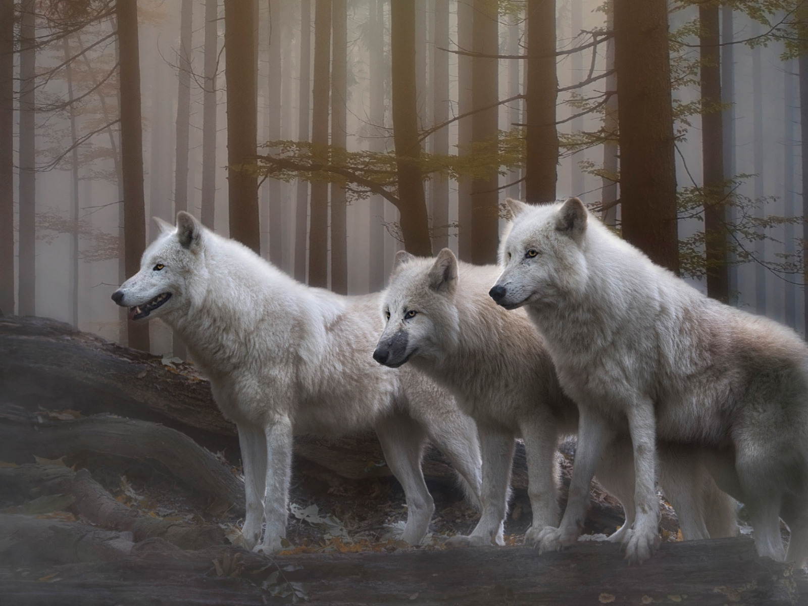Белый волк. Стая белых Волков. Полярный волк. Белые волки животные. Хвойная волки