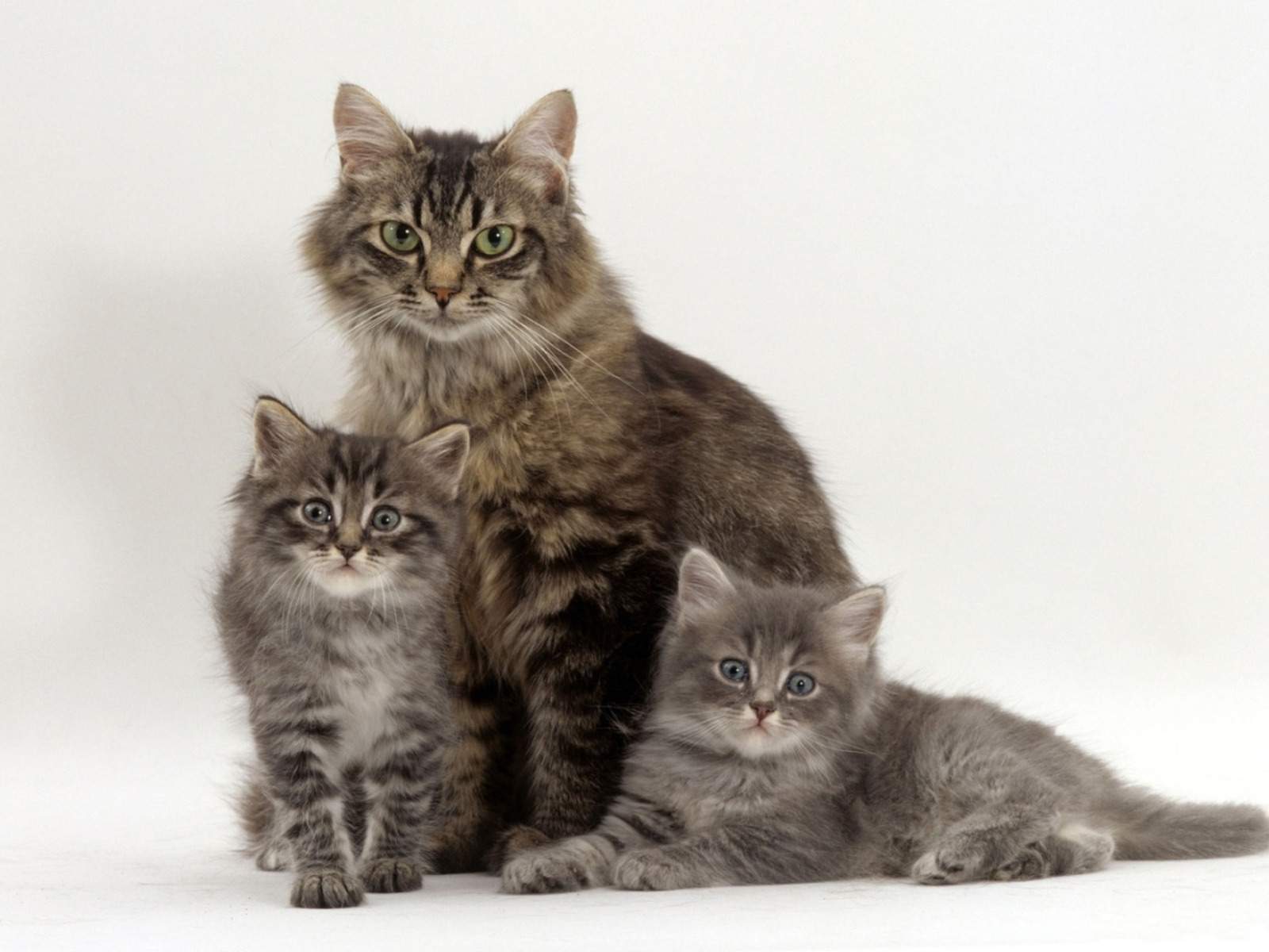 Купить маму кота. Кошка с котятами. Серая кошка с котятами. Кошечка с котятами. Котята с мамой.