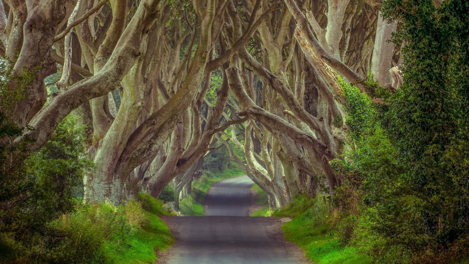 Заколдованное дерево. Дарк Хеджес. Сказочное дерево. Эльфийская природа Ирландии. Темная аллея Северная Ирландия.