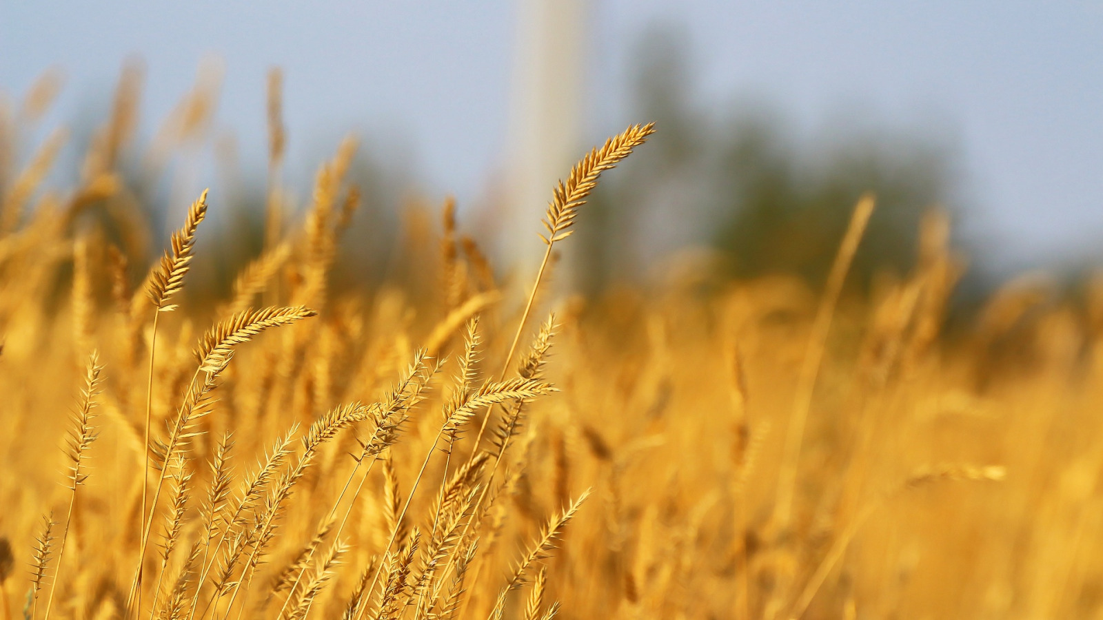 осень, фон, колосья, травка