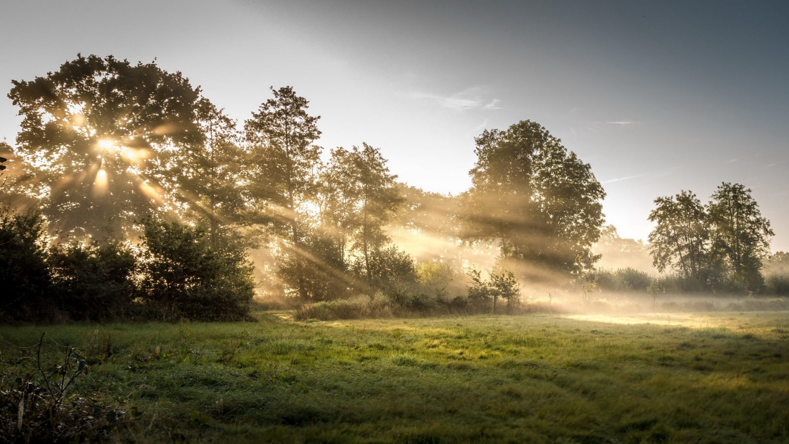 Morning nature. Рассвет в лесу. Раннее утро в лесу. Утренний рассвет. Ранний рассвет.