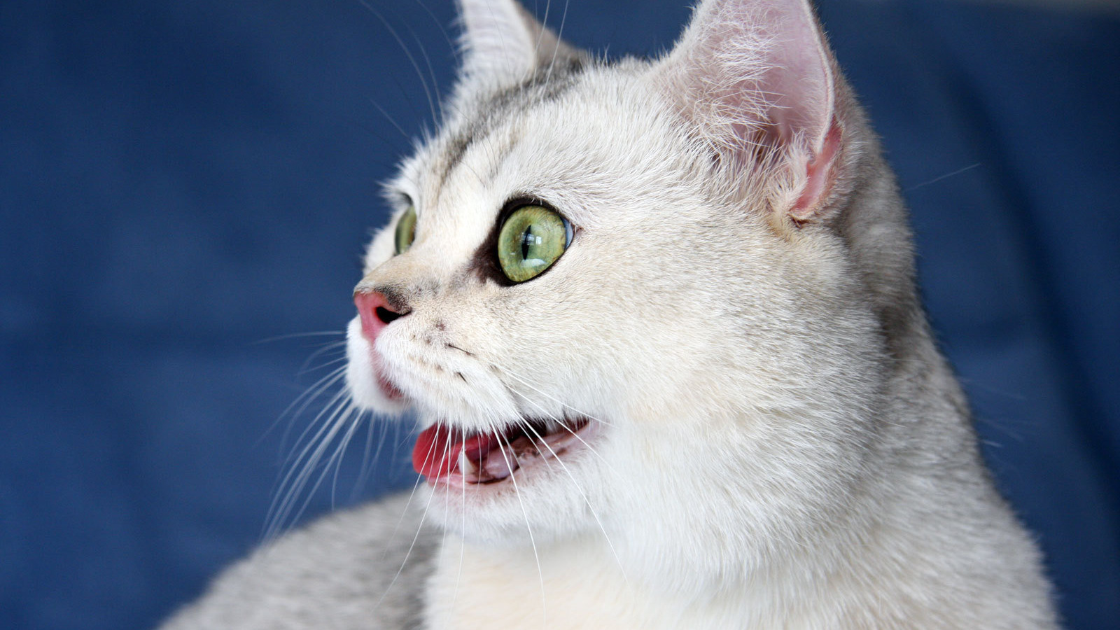 Кошка удивлена. Удивленный кот. Кошка с открытым ртом. Удивенный котэ.