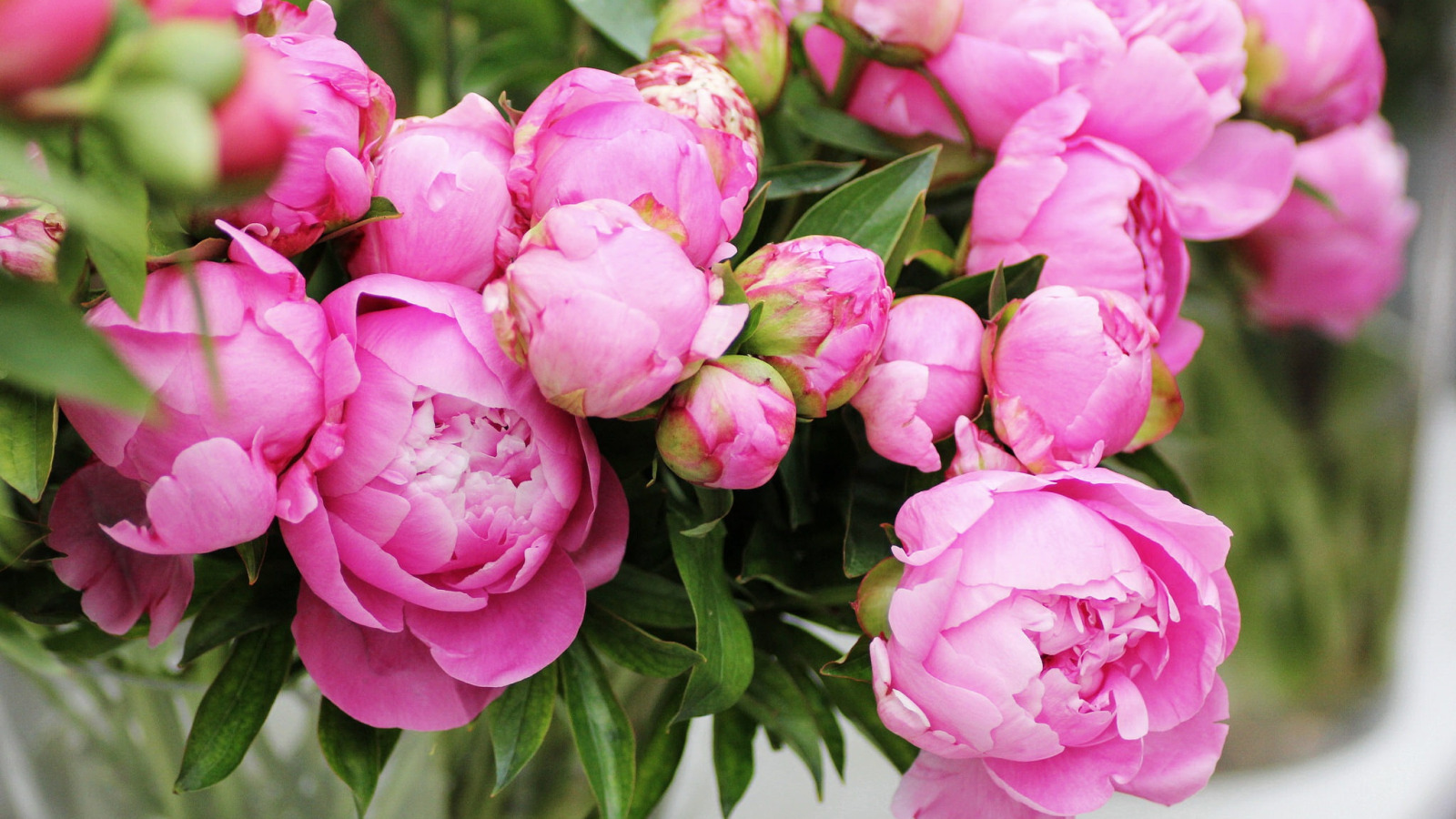 Пиони Пинк (Peony Pink)