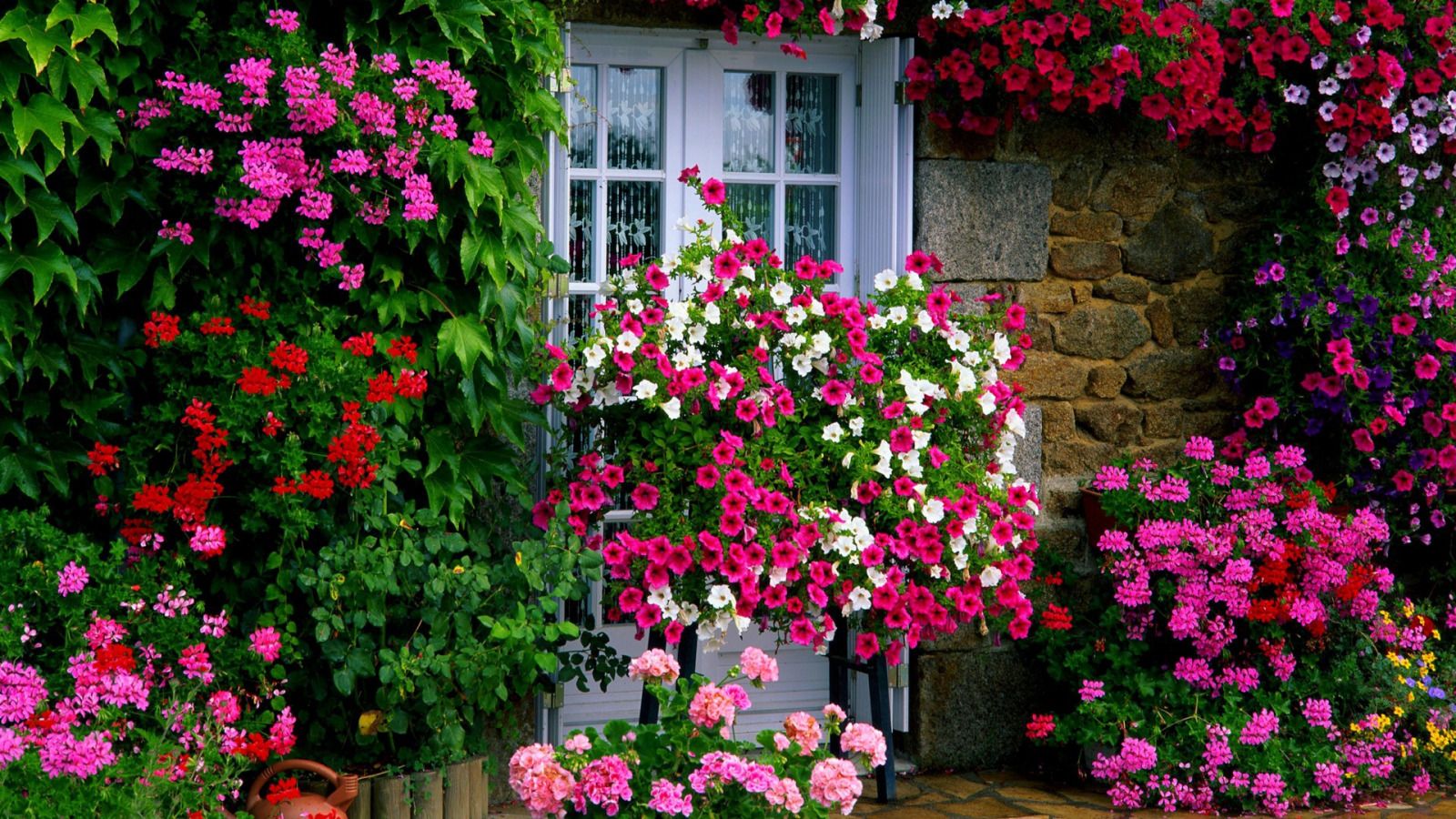 Дом с цветами розовый. Петуния плетистая цветы. Розы плетистые Гарден. Петуния вьющаяся.