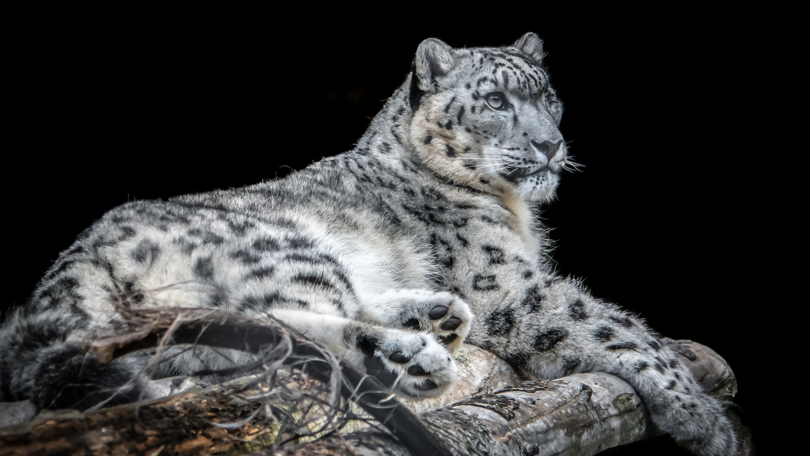 Снежный барс красивые фото. Снежный Барс. Irbis Snow Leopard. Пантера Ирбис. Снежный Барс (Ирбис, снежный леопард).