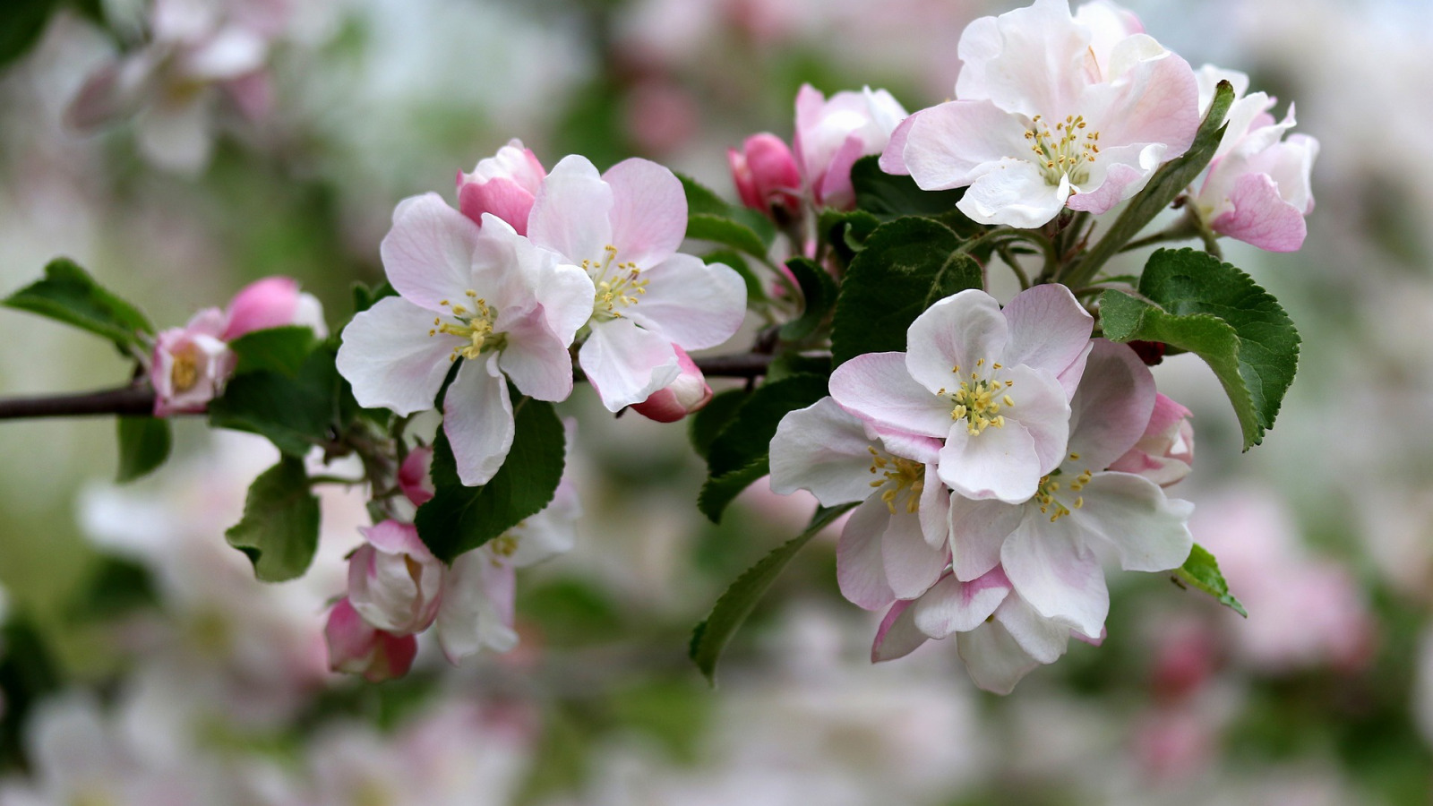 Яблоки цветы весны. Яблоня черри блоссом. Фуджи яблоня цветет. Яблоня Анабель цветет. Яблоневый цвет (Malus domestica).