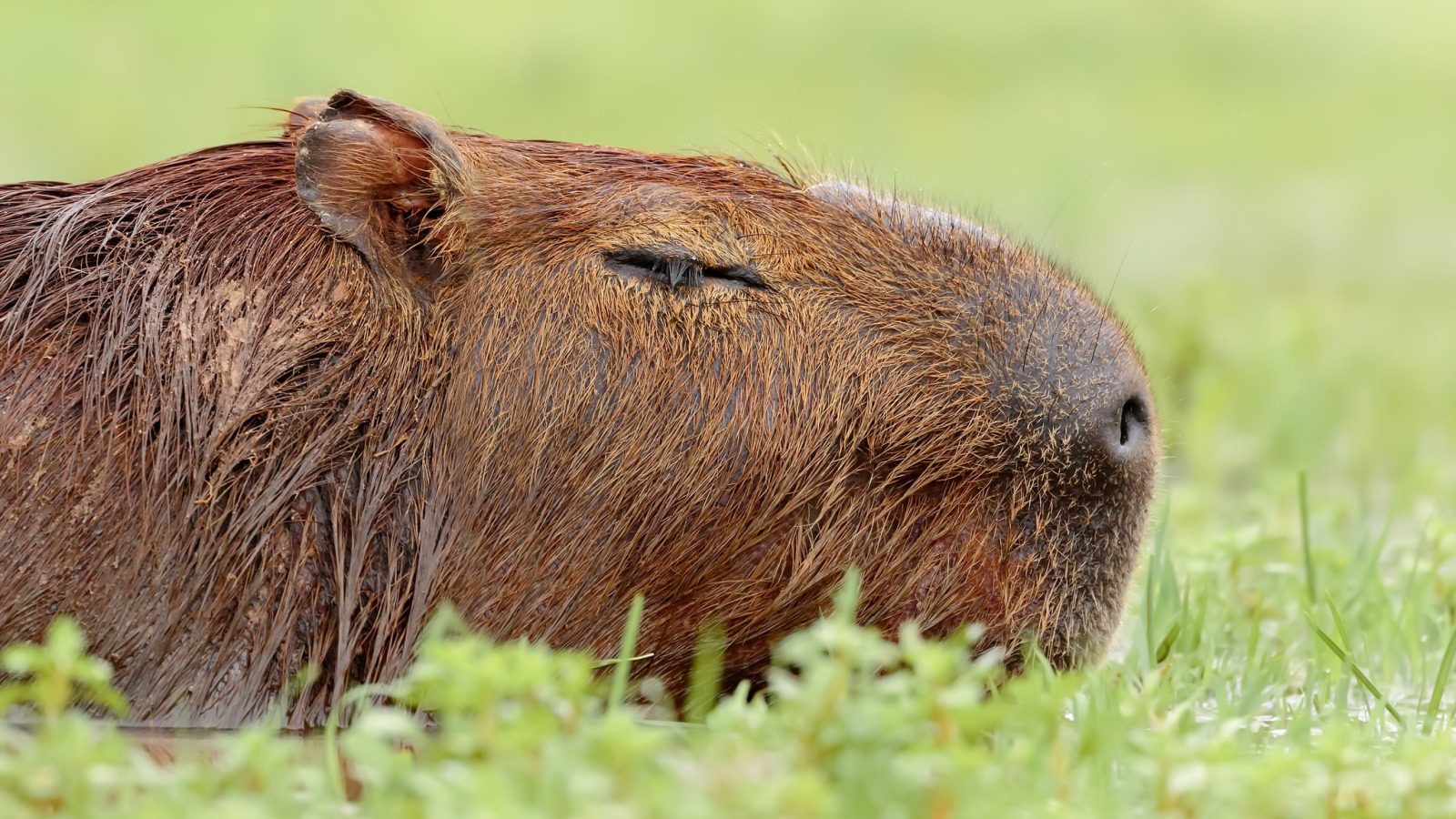Capybara rock rust фото 16