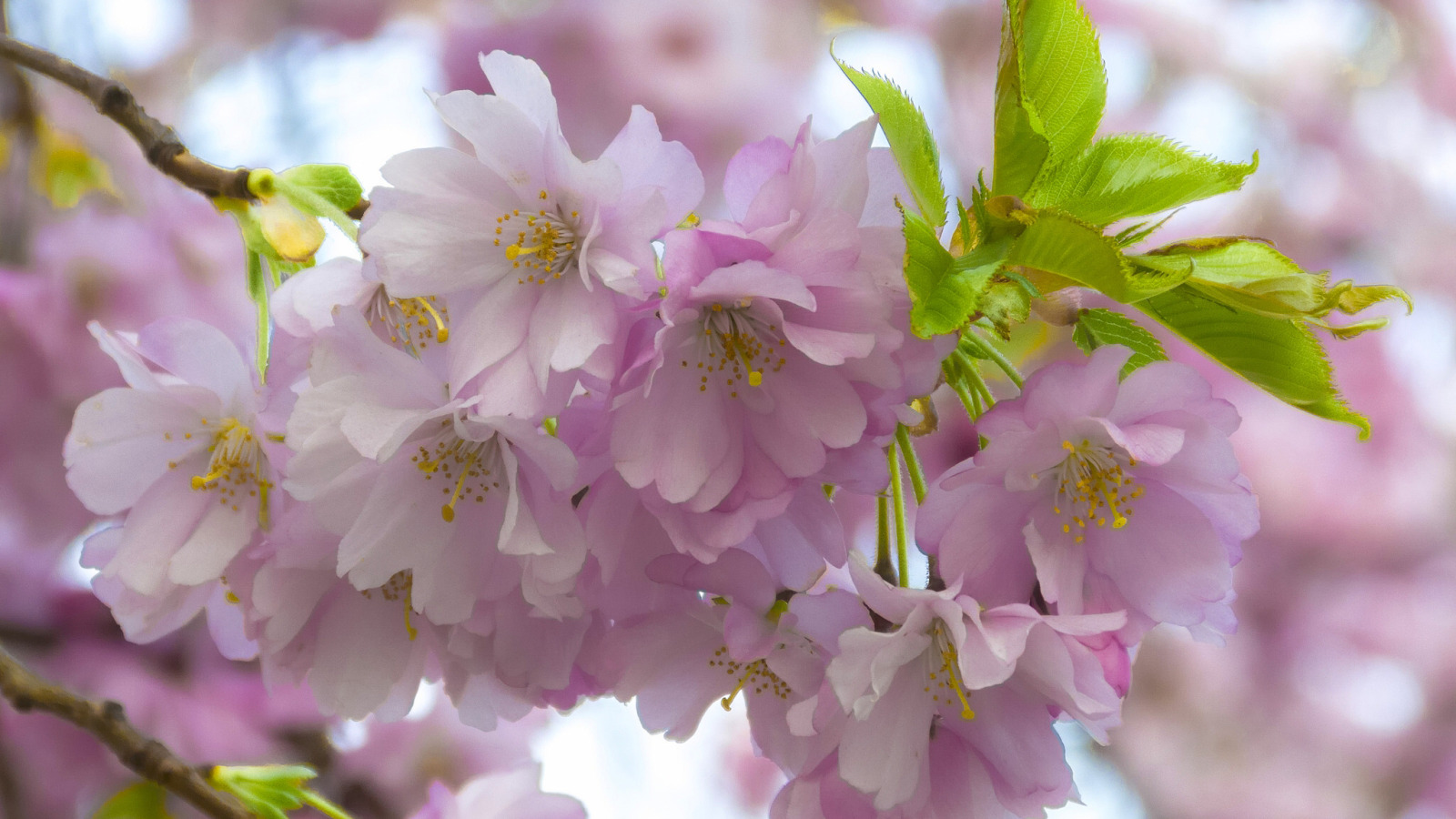 Зацвели цветочки. Яблоня цветет и Сакура. Макроцветы Сакура. Сакура цветение растения. Цветущая вишня.