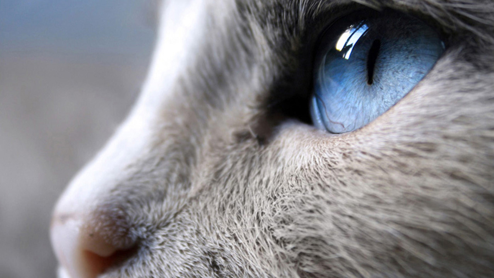 Качественное крупным планом. Глаза кошки. Кошачий глаз. Голубой кошачий глаз. Кошка с голубыми глазами.