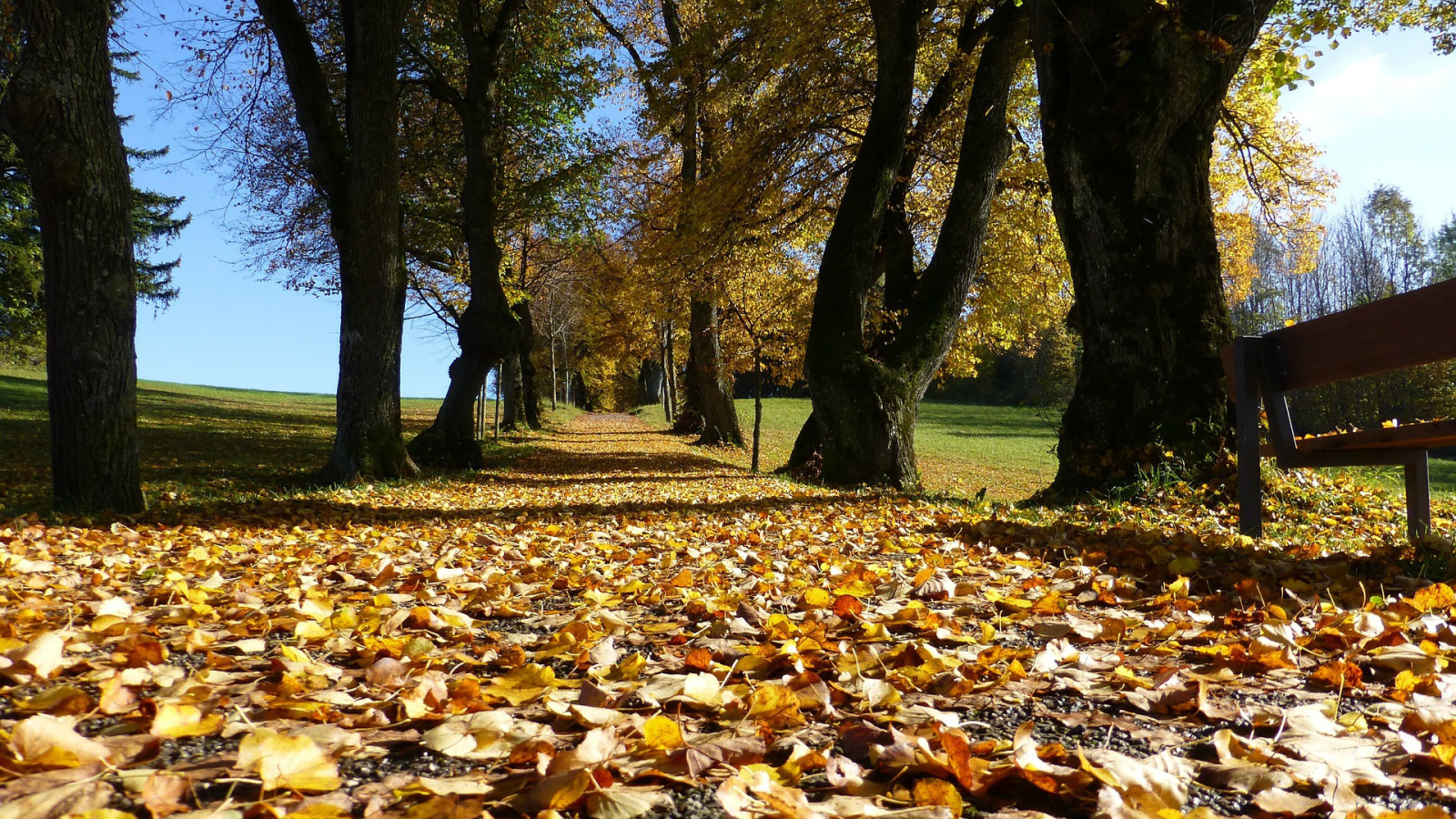 Опавшая листва в парке. Обои осень. Дорога аллея в парке. Листва в парке на рабочий стол. Осенний листопад предложения