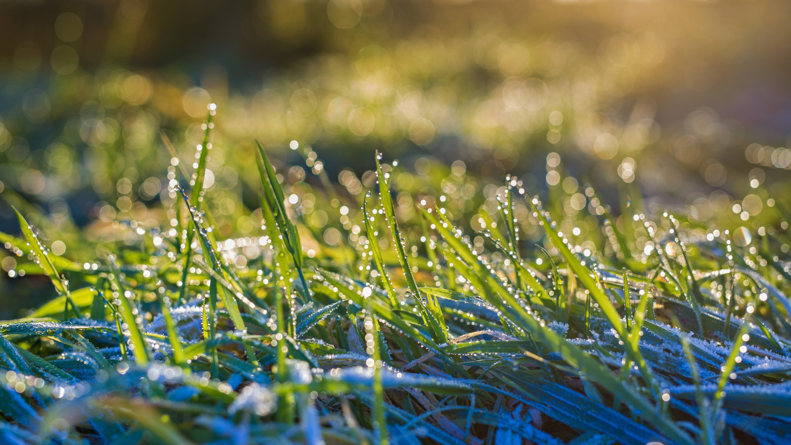 Свежесть росы. Природа макро. Мокрая трава. Роса на траве. Дождь трава.