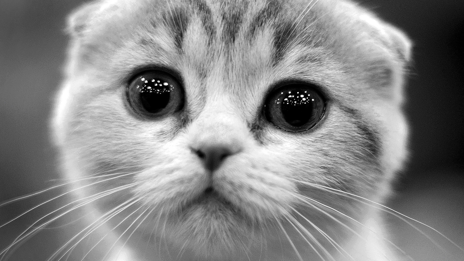 Звук просящей кошки. Котик. Милые котики. Кот с грустными глазами. Котенок просит.