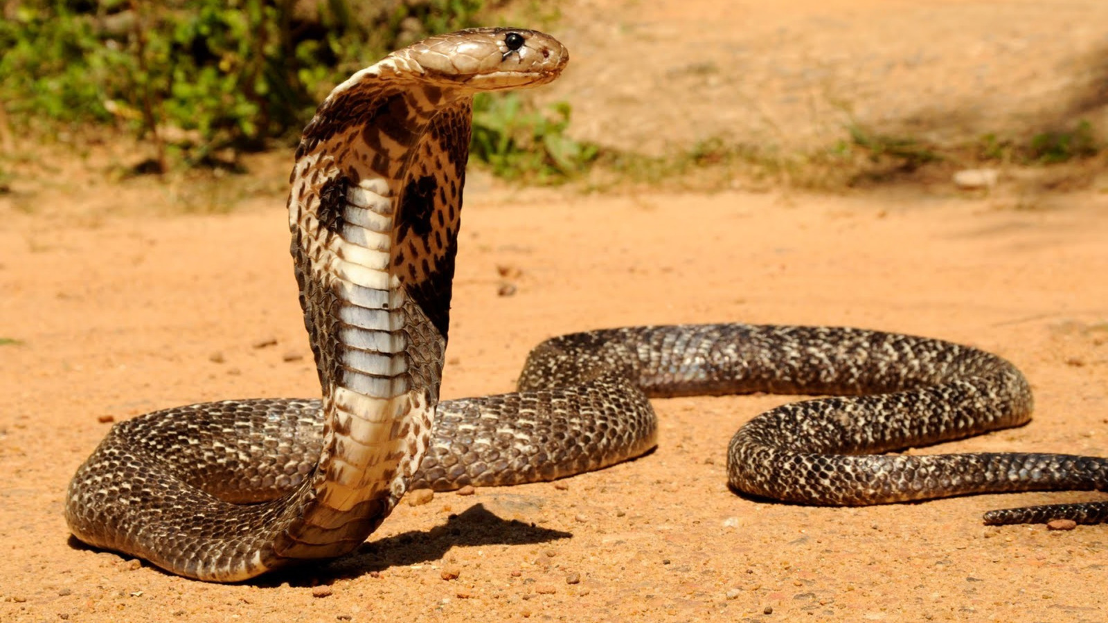 Snakes in Yosemite