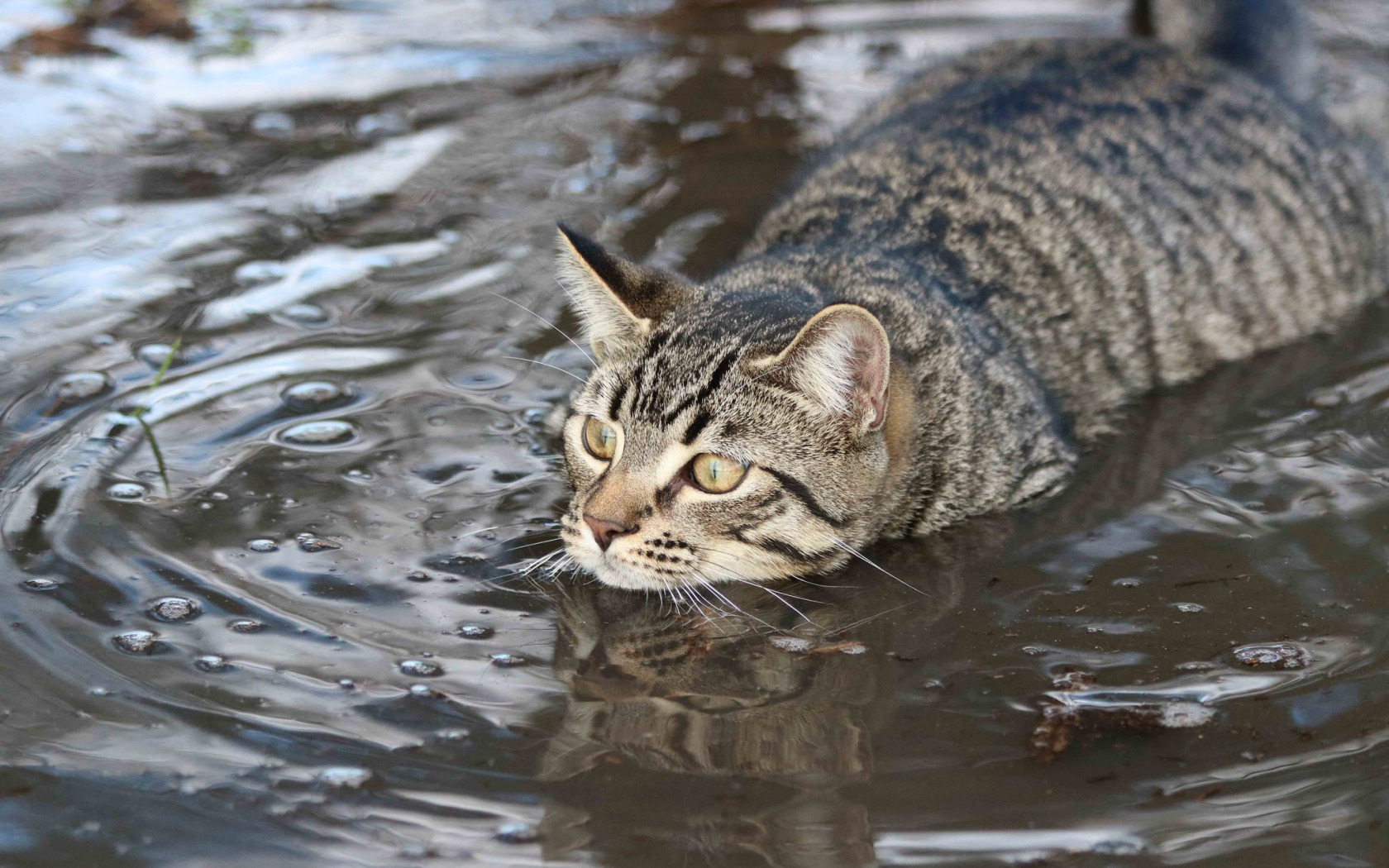 Кот в воде