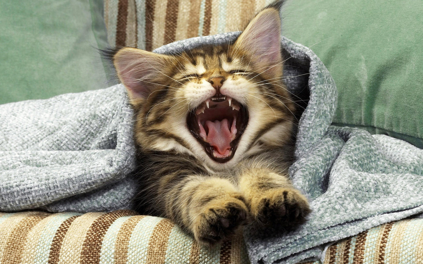 Спать с высунутым языком. Кот зевает. Котик проснулся. Сонный кот.