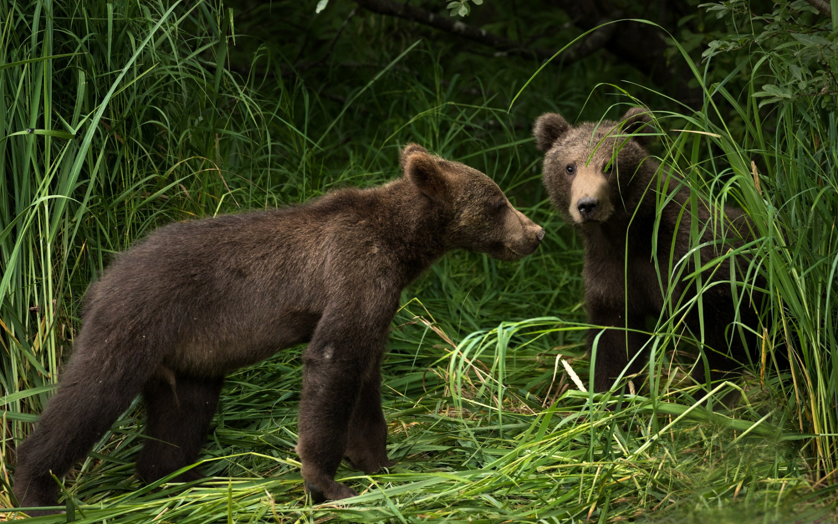 Bear 2 go. Медвежата. 2 Медвежонка. Семья медведей. 2 Медведя фото.