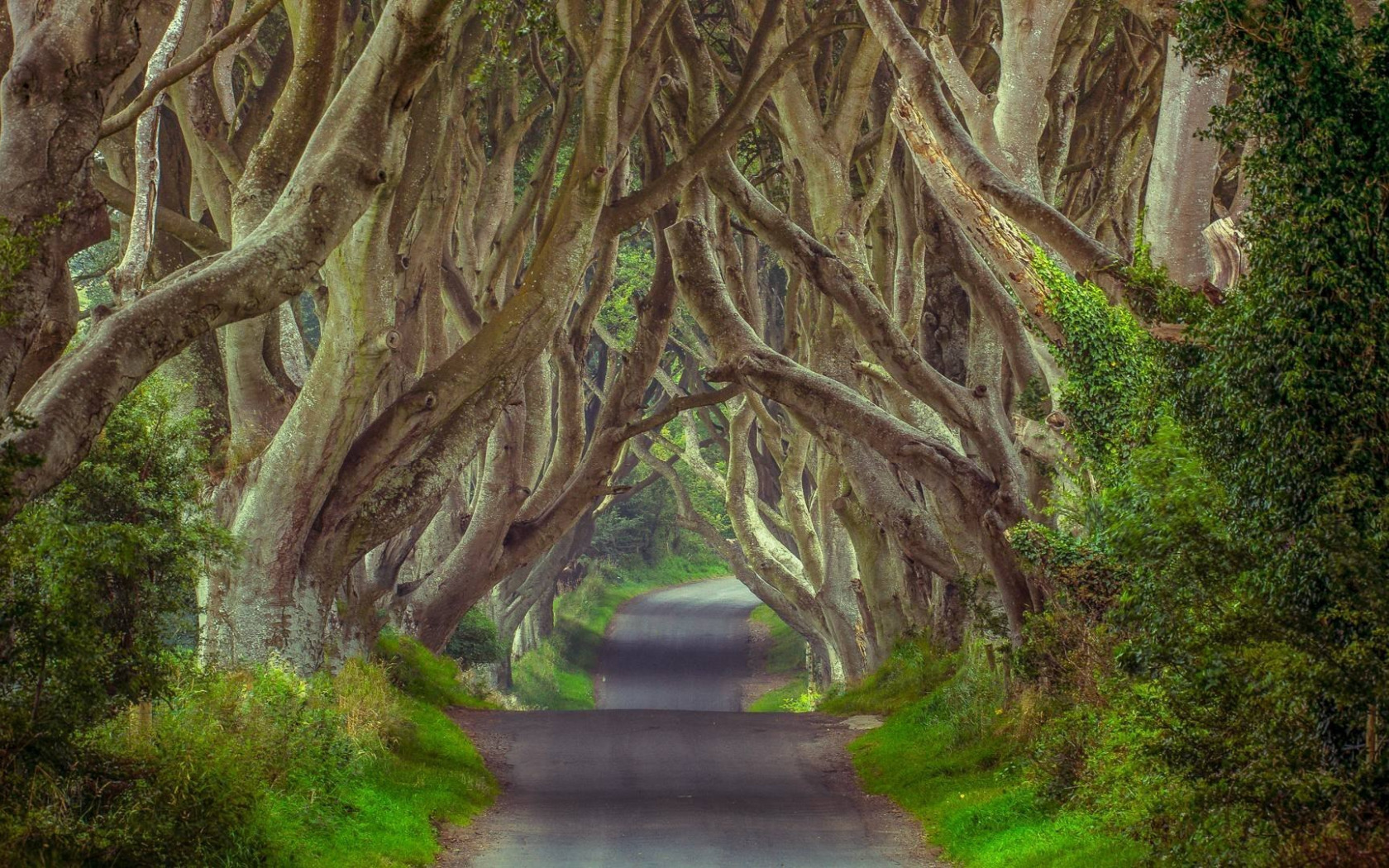 Загадочное дерево. Аллея дарк Хеджес. Дарк Хеджес Северная Ирландия. Дарк Хеджес («темные изгороди. Аллея дарк Хеджес в Северной Ирландии фото.