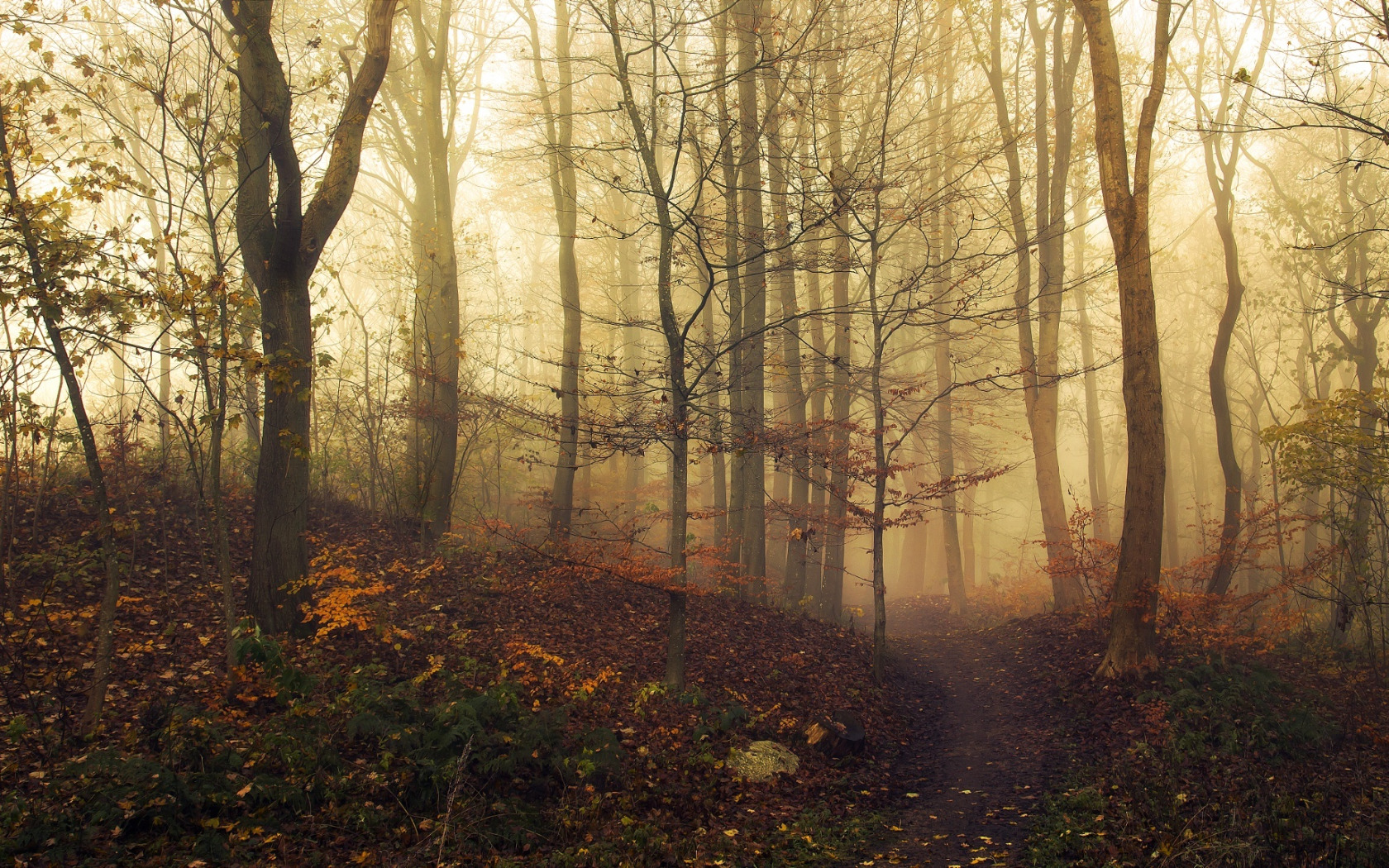 Тусклая осень. Мрачный лес. Лес в тумане. Осенний лес атмосферный. Загадочные туманы
