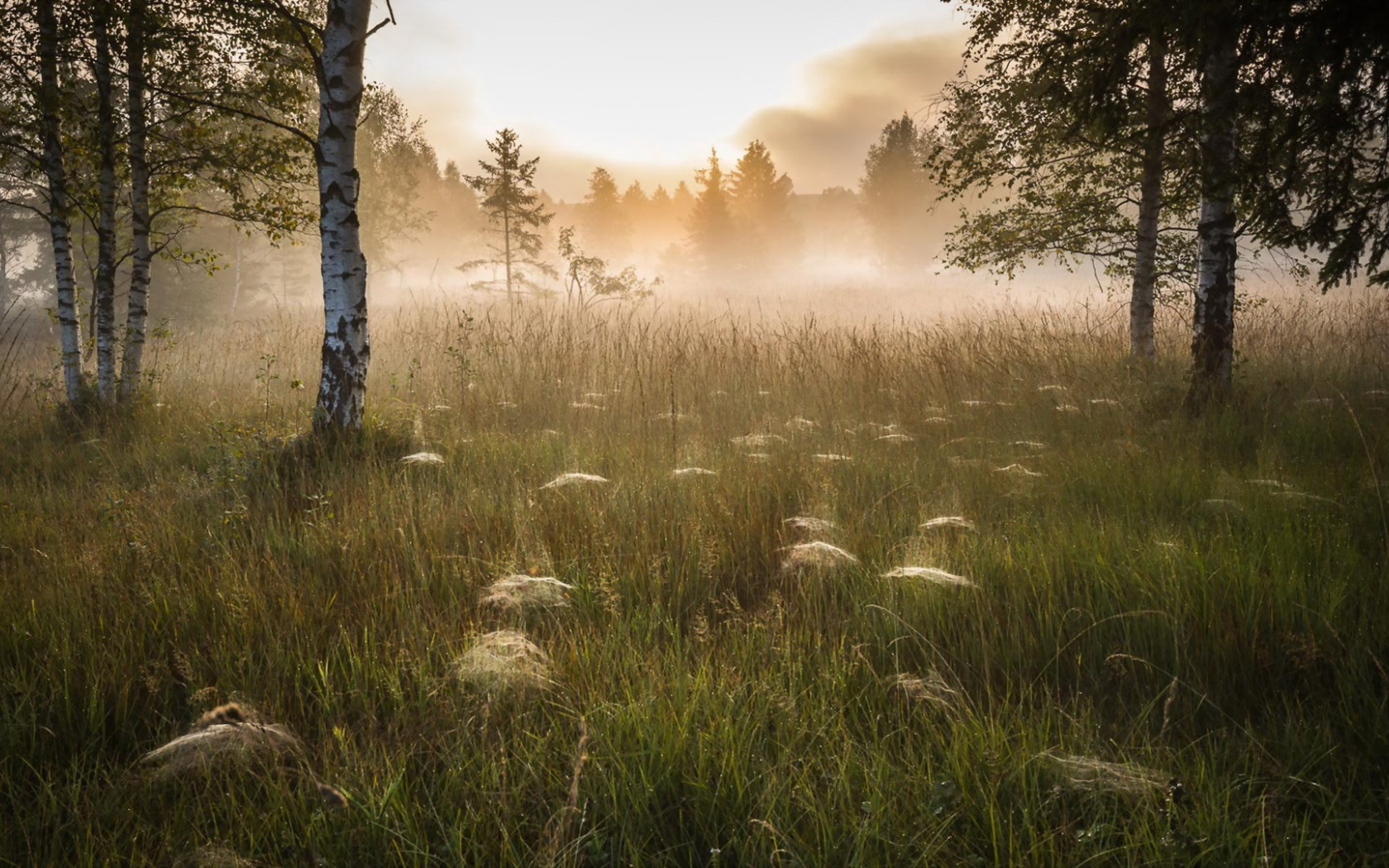 Спокойно ранним утром в глухом. Утренняя Поляна в лесу. Туманное утро в лесу. Утренний лес. Утренний туман в лесу.