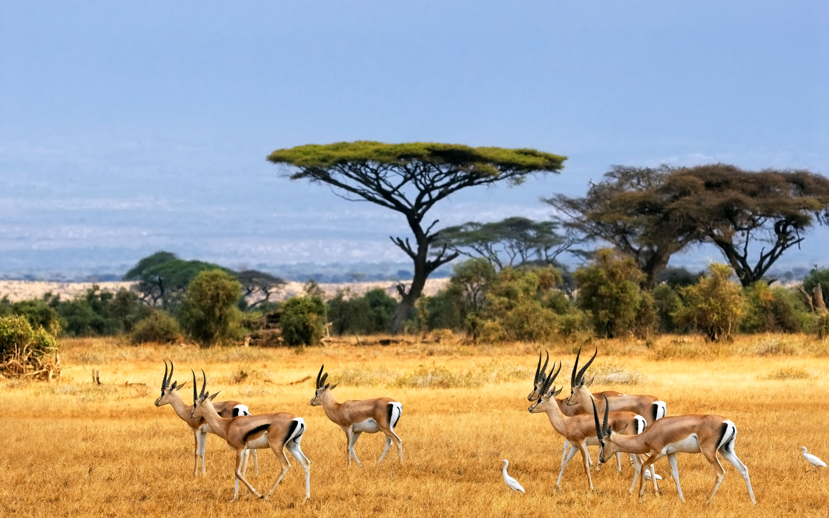 Антилопа Спрингбок Импала. ЮАР Саванна. Национальный парк Крюгера Южная Африка. Саванна Восточной Африки Савана.