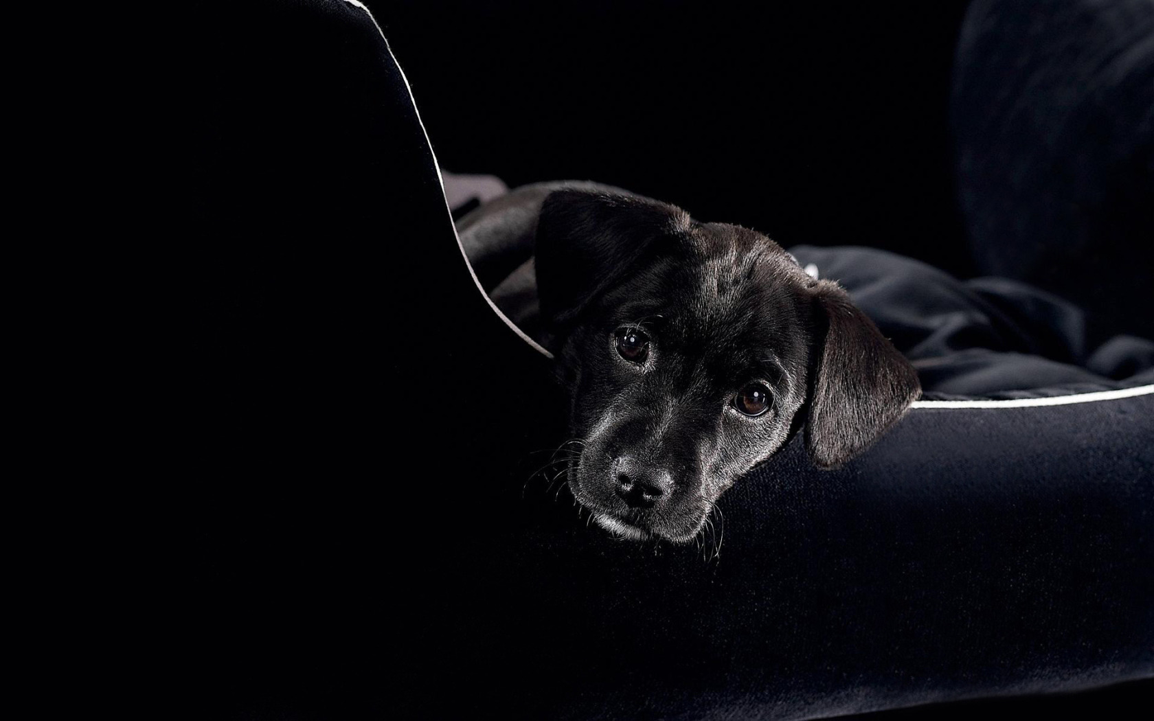Чёрный пёс / Black Dog (1998). Черная собака на черном фоне. Заставка на рабочий стол собаки. Обои на рабочий стол темные.