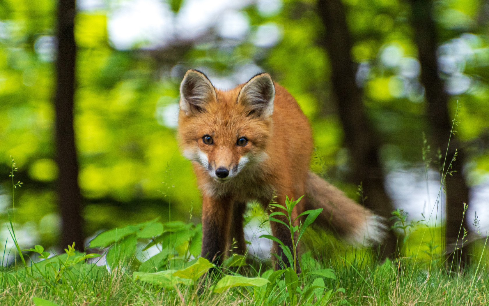 More foxes. Лисы. Лиса в траве. Лиса обои. Молодая лисица.