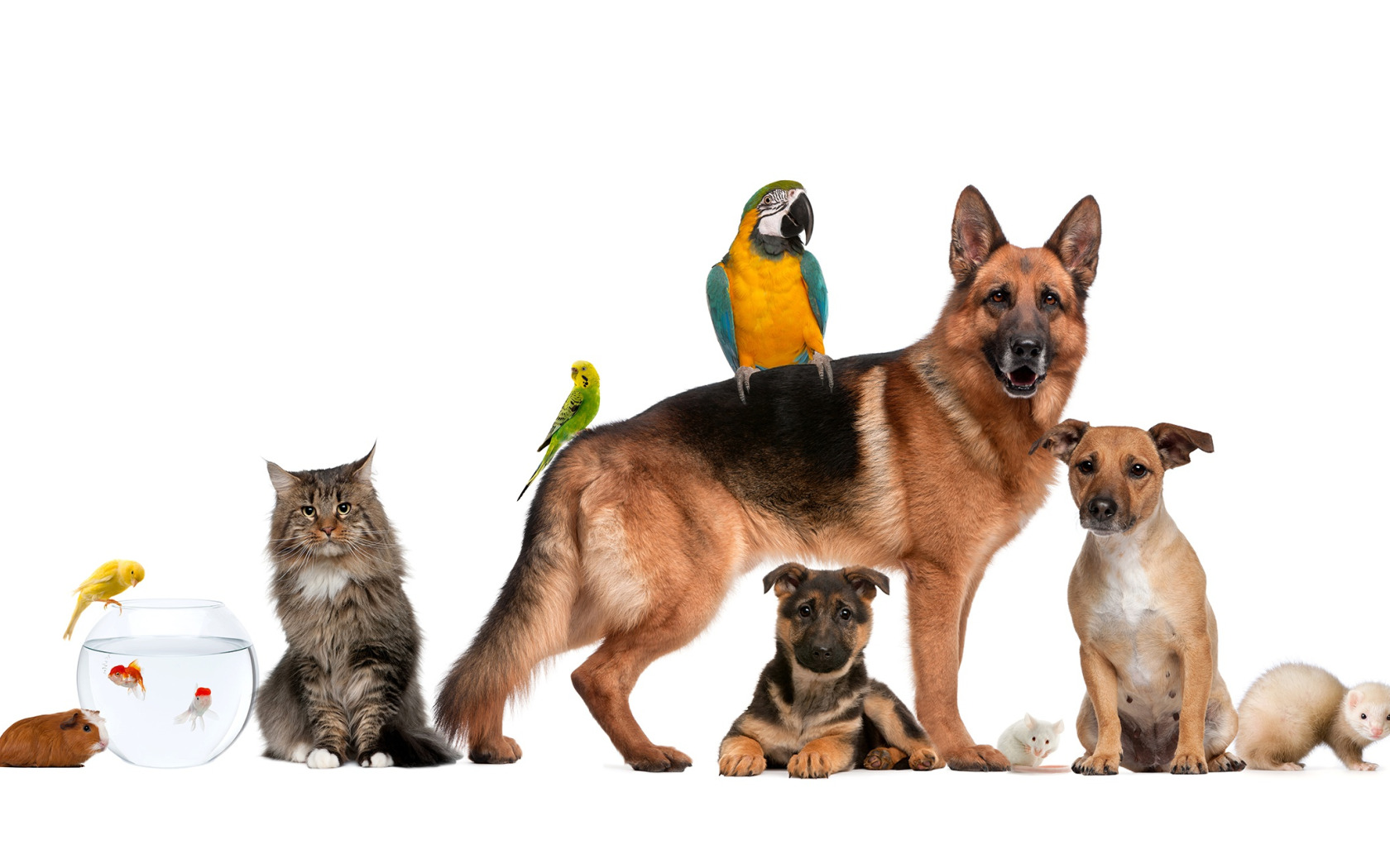 Домашние животные 1 часть. Товары для животных. Фон с домашними животными. Кошки и собаки. Фон питомцы.