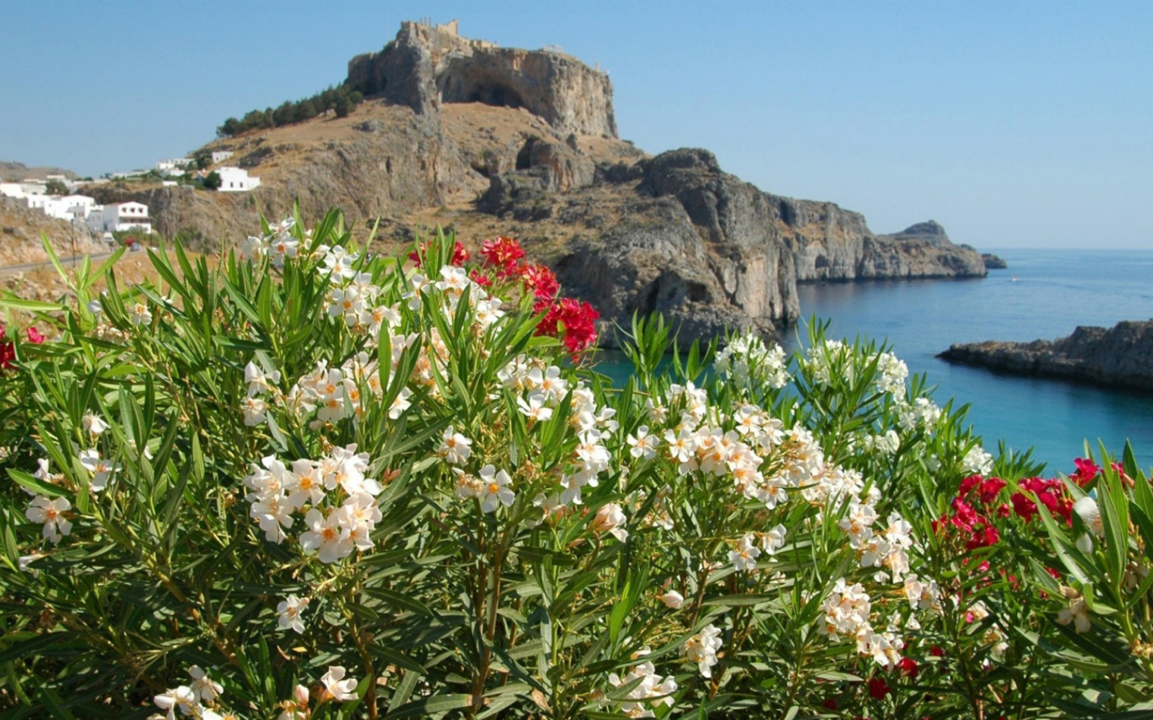Цветущие кустарники Средиземноморья. Растения средиземноморья