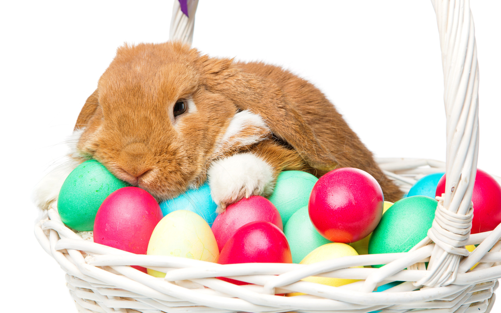 Easter services near me. Пасхальный кролик. Пасхальный зайчик. Пасха кролик. Пасхальный кролик с яйцами.