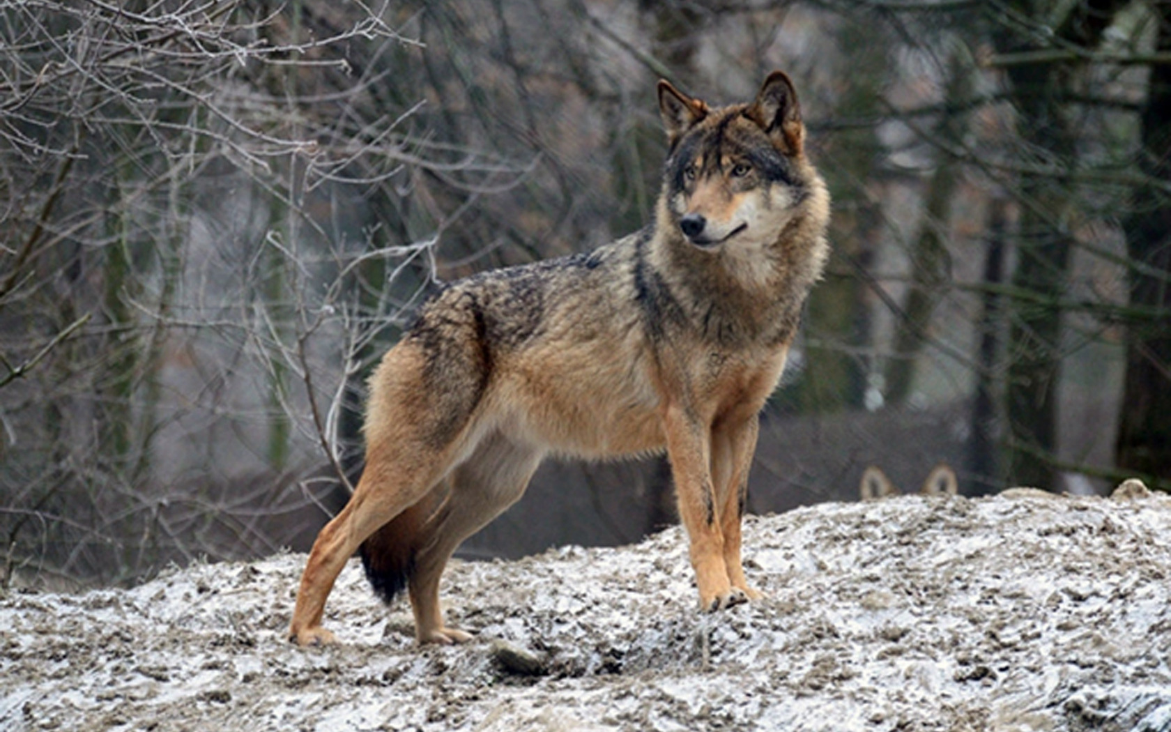 Волк canis Lupus. Волк серый обыкновенный. Волкособ. Среднерусский волк.