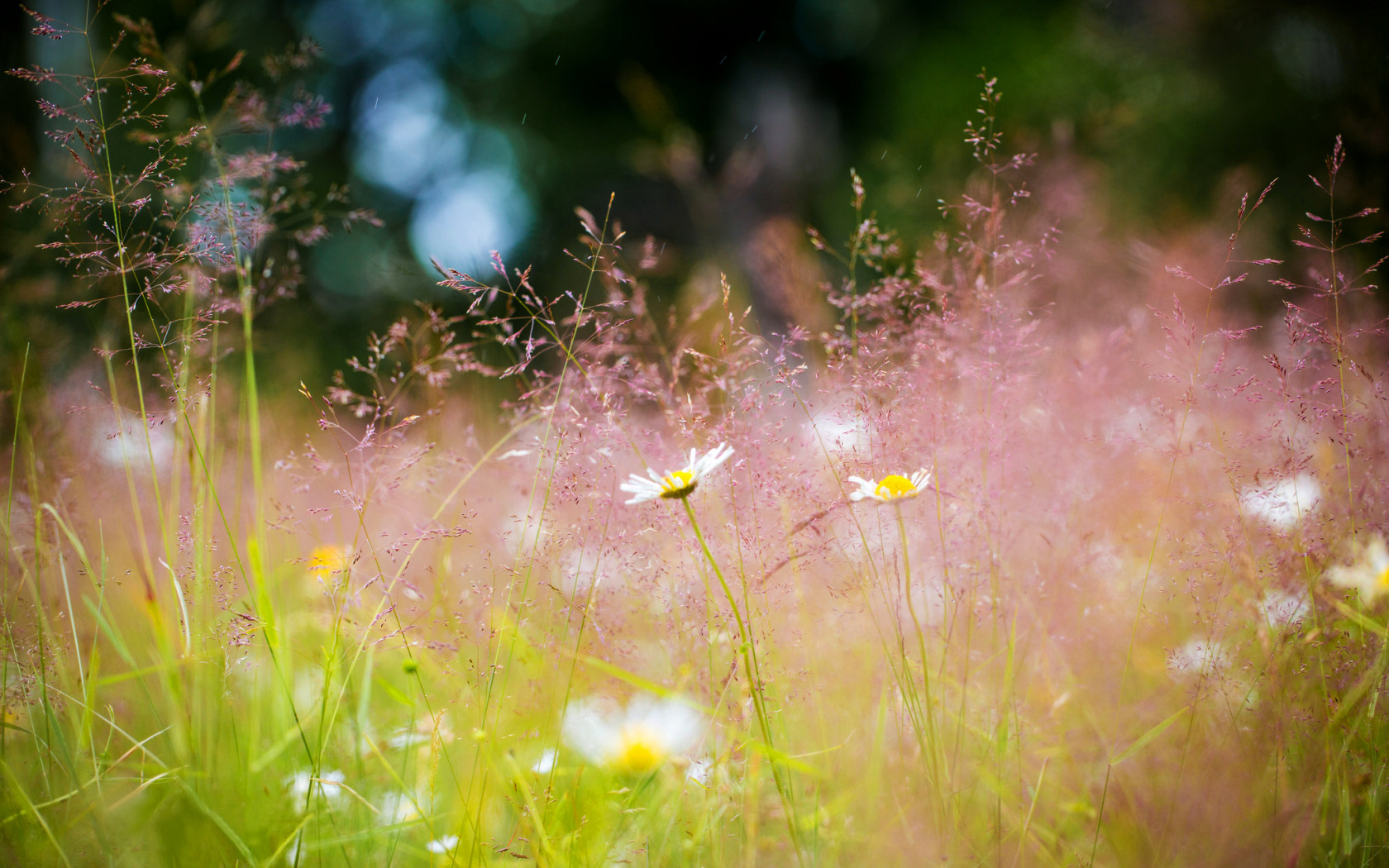 В воздухе пахнет травой. Солнечное лето. Летние травы. Нежная природа. Поляна в солнечных лучах.