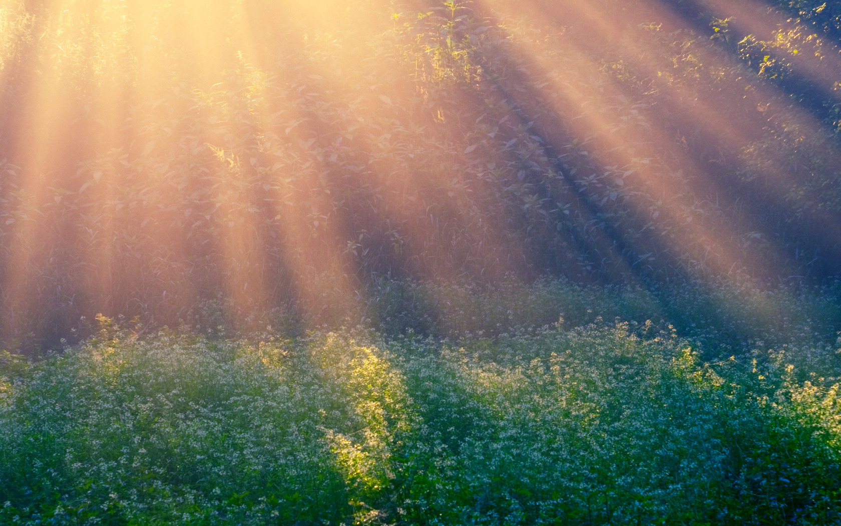 Color sunshine. Лучи солнца. Природа солнце. Свет солнца. Утреннее солнце.